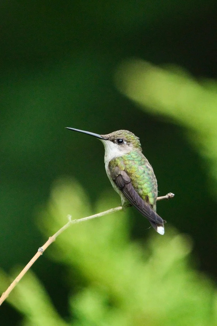 Female Ruby-Throated Hummingbird