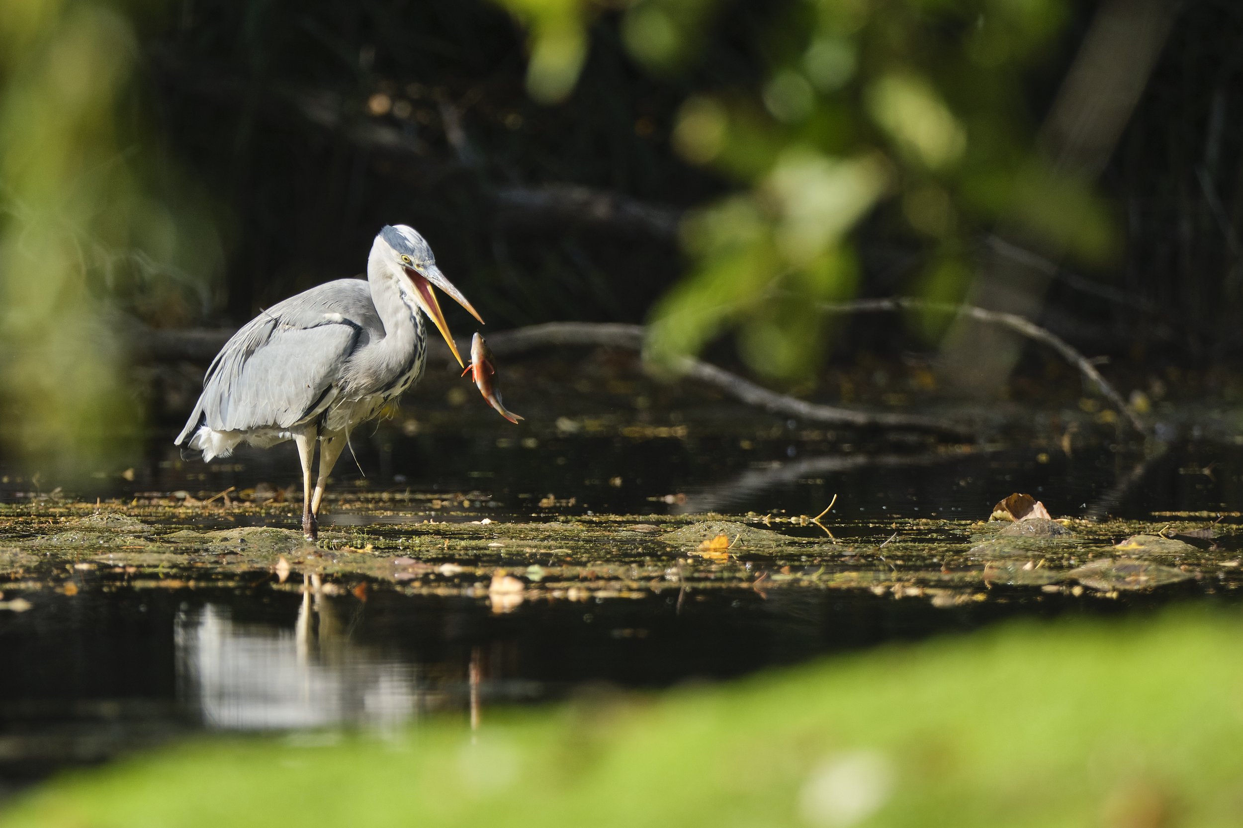 Great Blue Heron