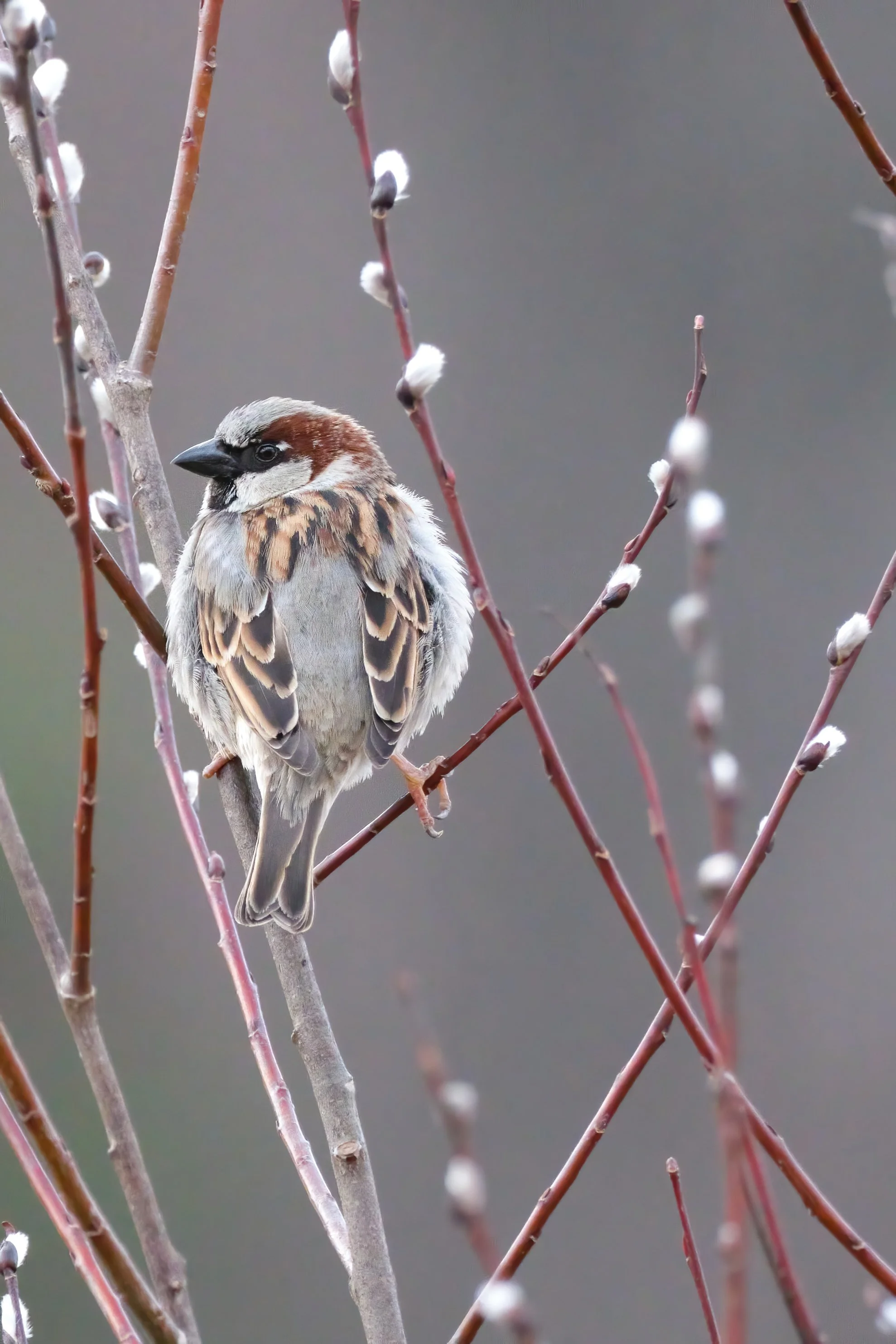 Male House Sparrow