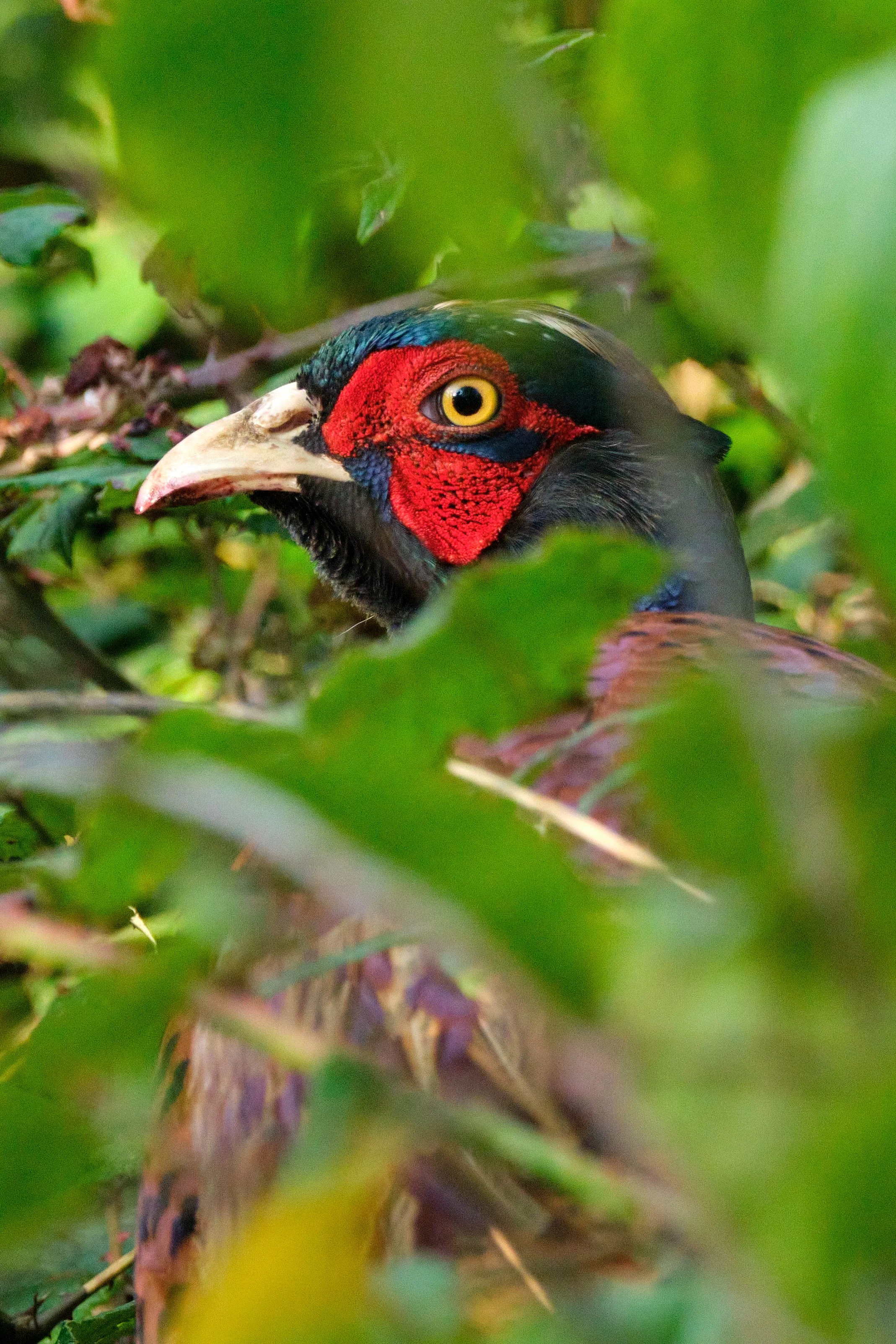 Ring-Necked Pheasant