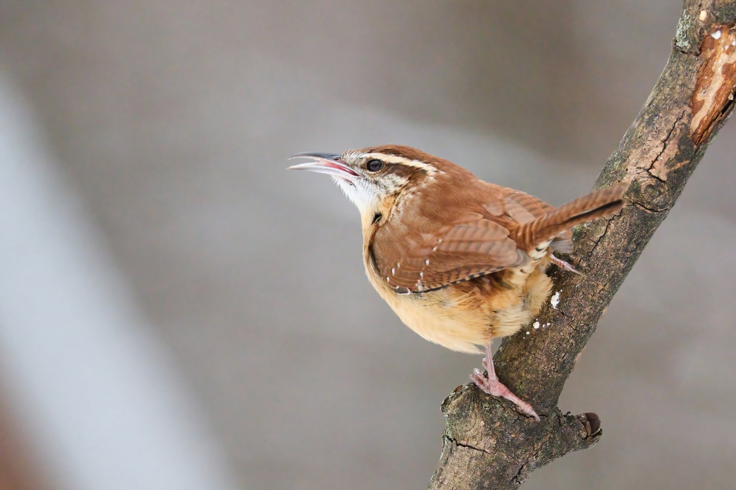 Carolina Wren