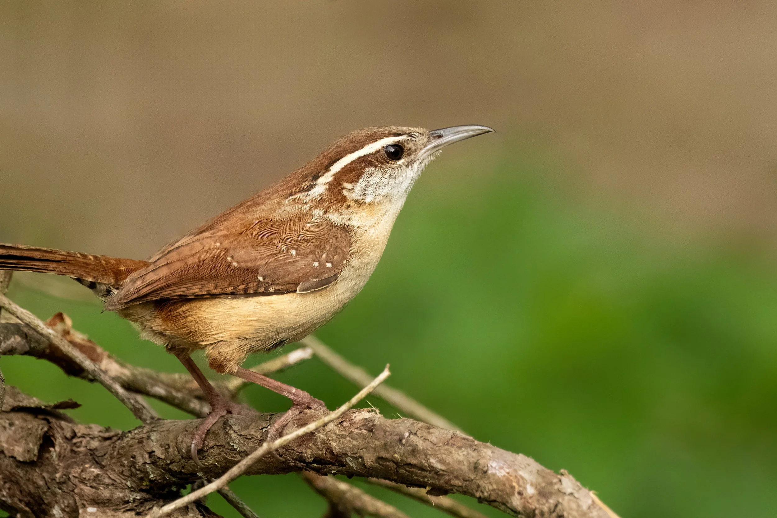 Carolina Wren