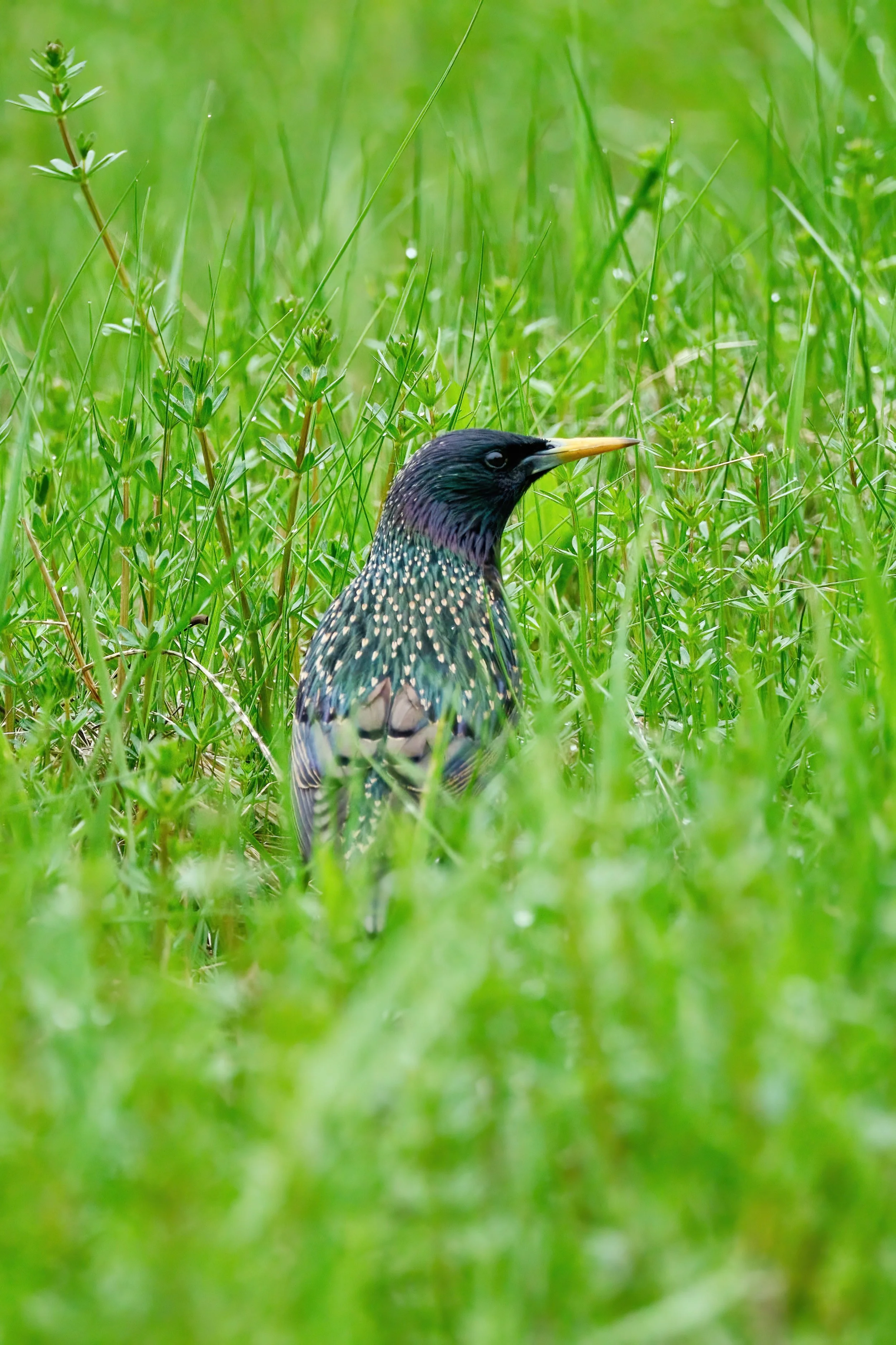 European Starling