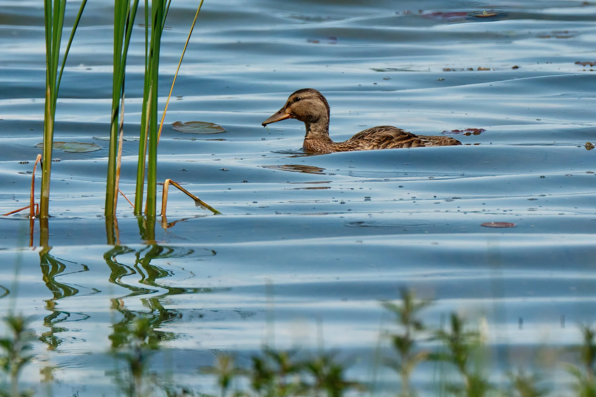 Female Mallard