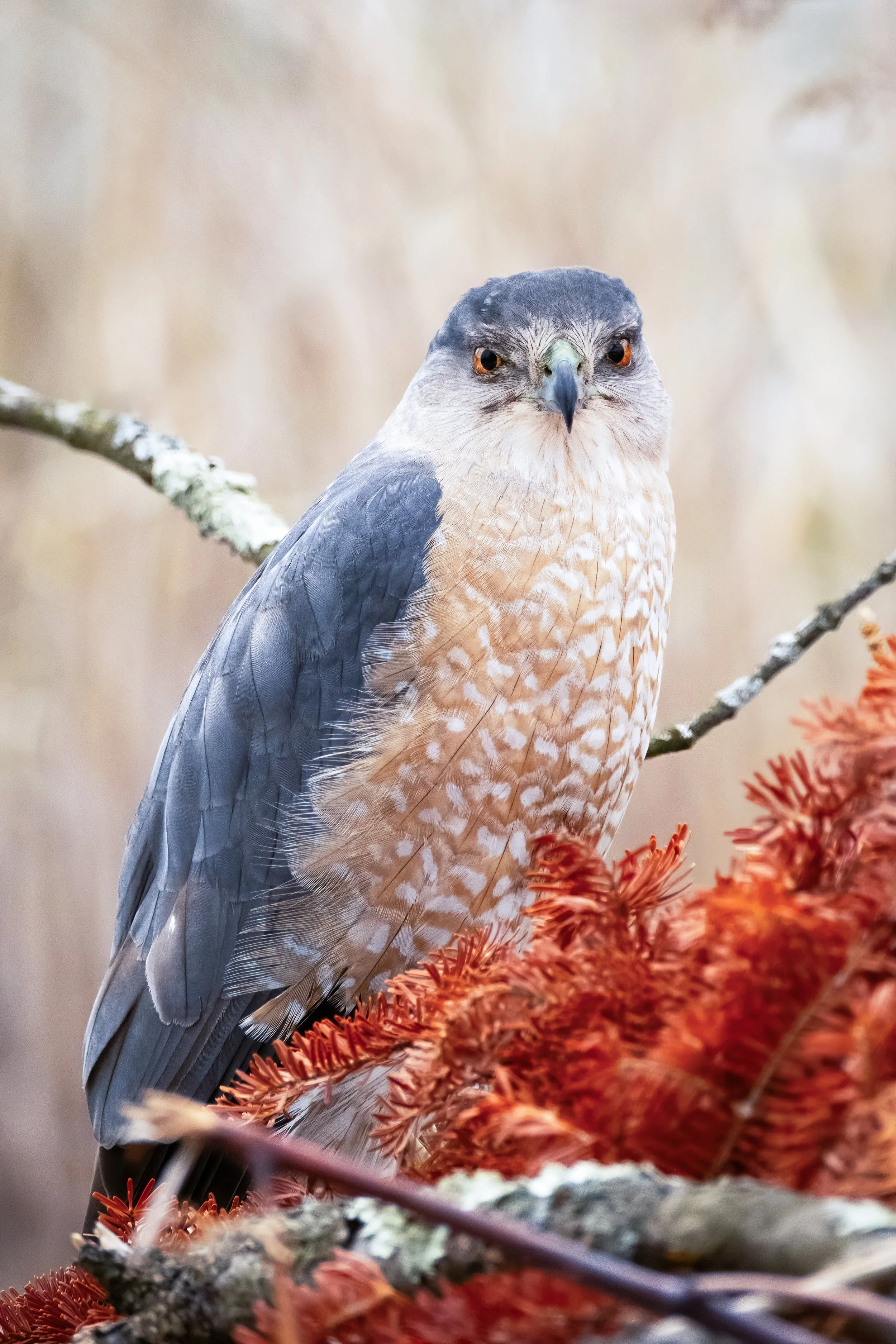 Female Sharp-Shinned Hawk