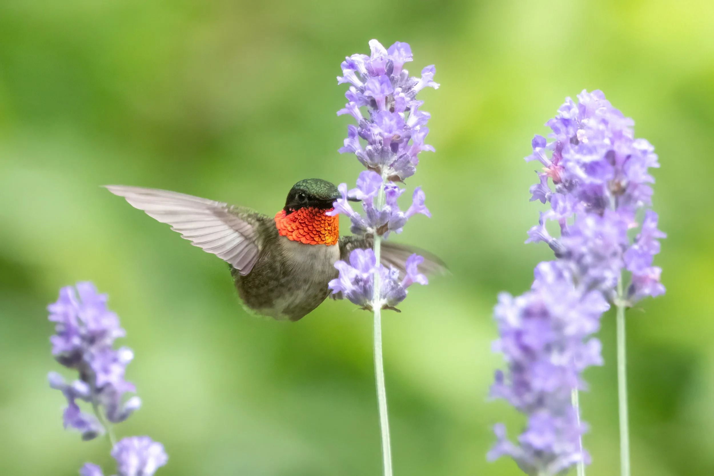 Male Ruby-Throated Hummingbird