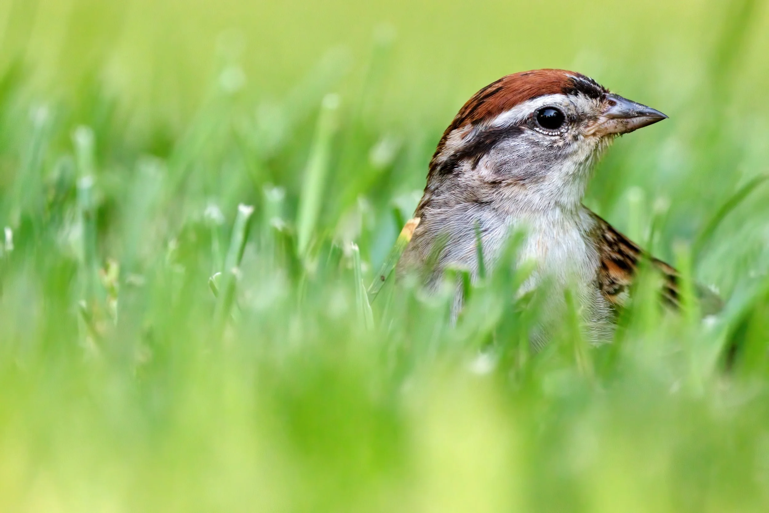 Chipping Sparrow