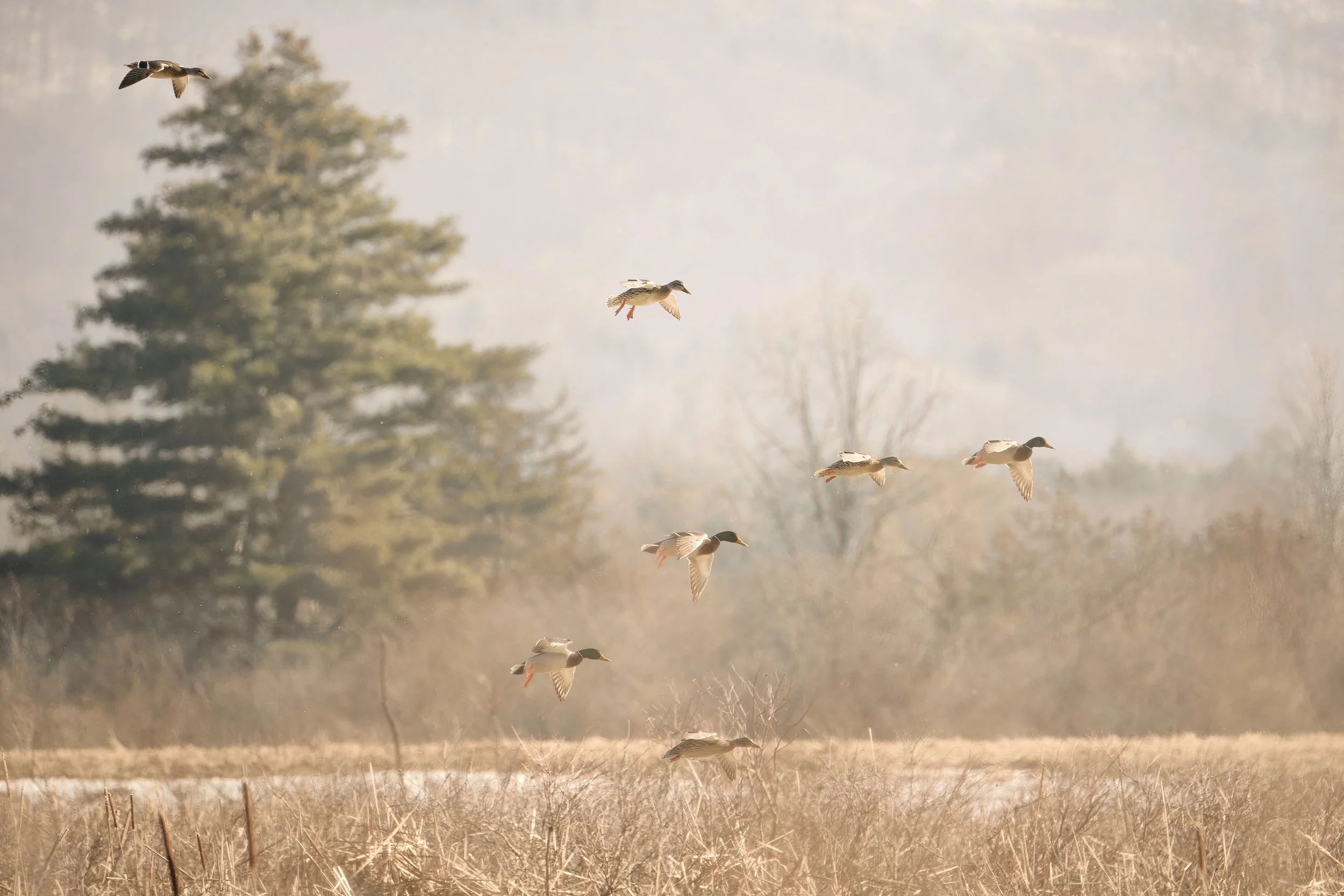Female and Male Mallard Ducks