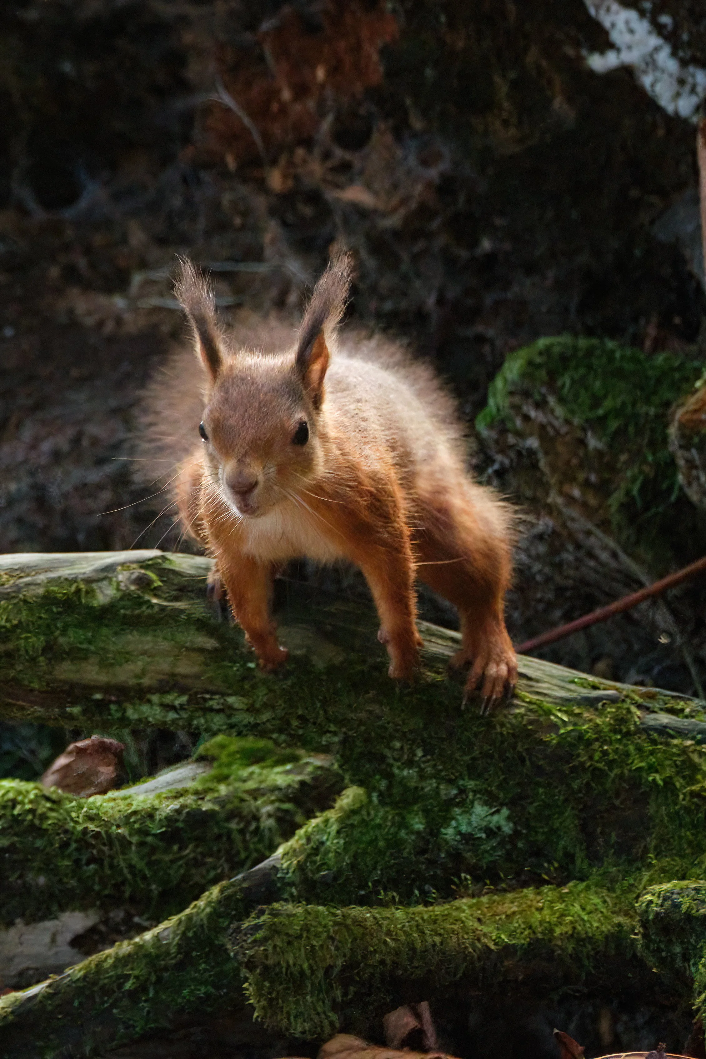 Red Squirrel, Brownsea Island