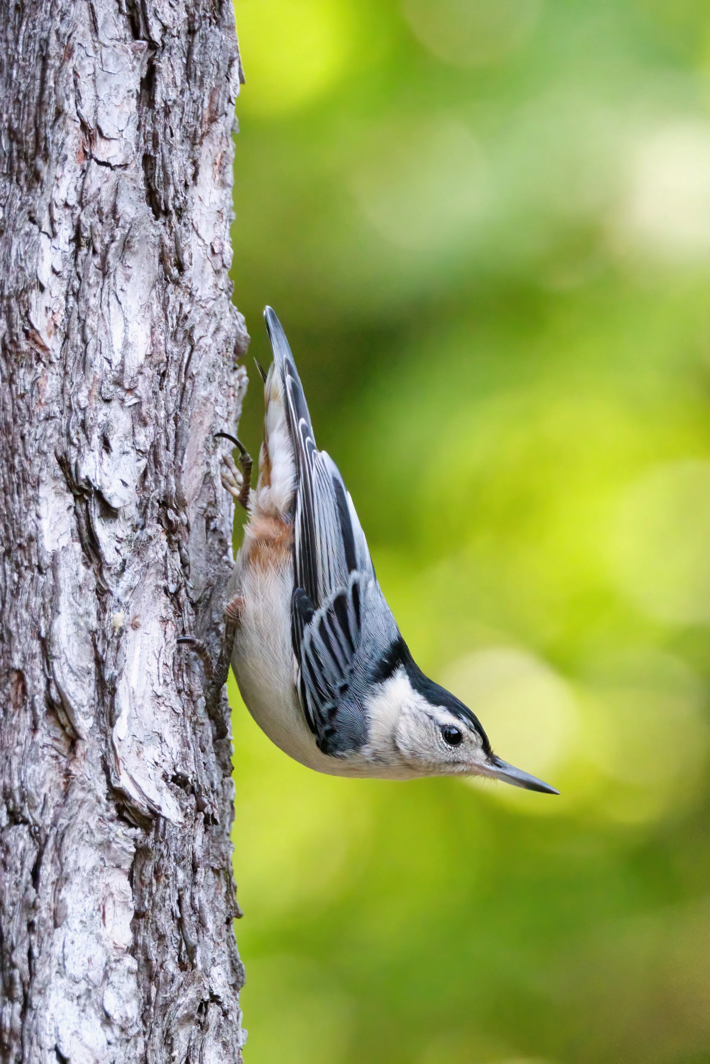 White-Breasted Nuthatch