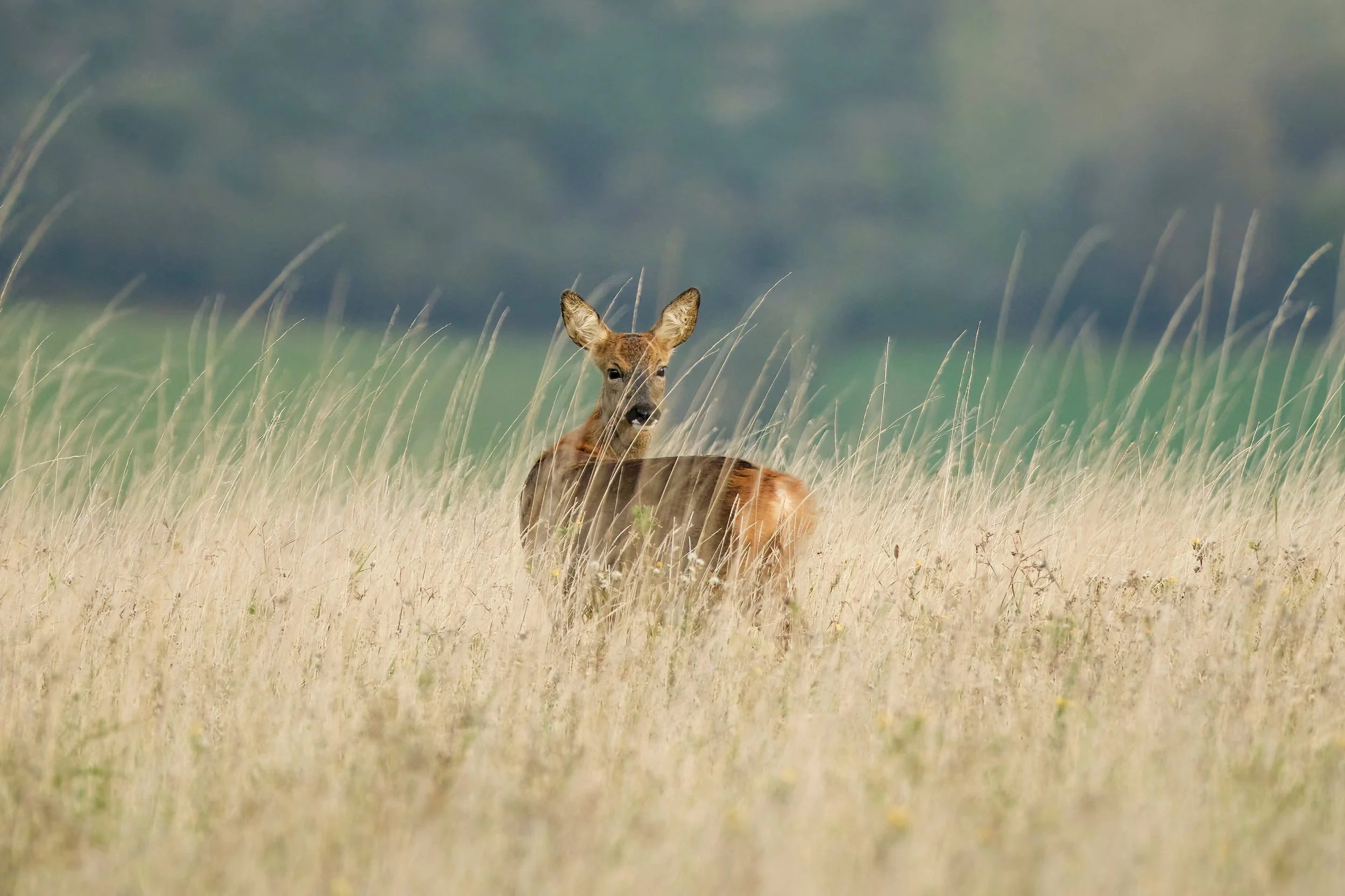 Roe Deer, Dorset