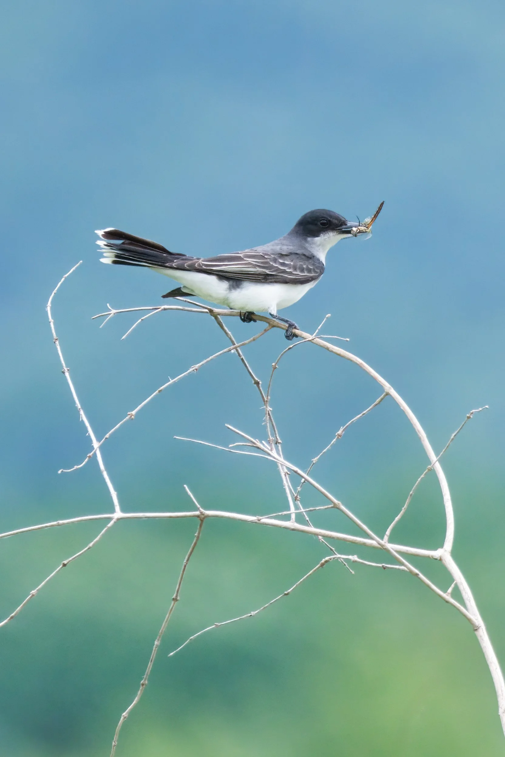 Eastern Kingbird