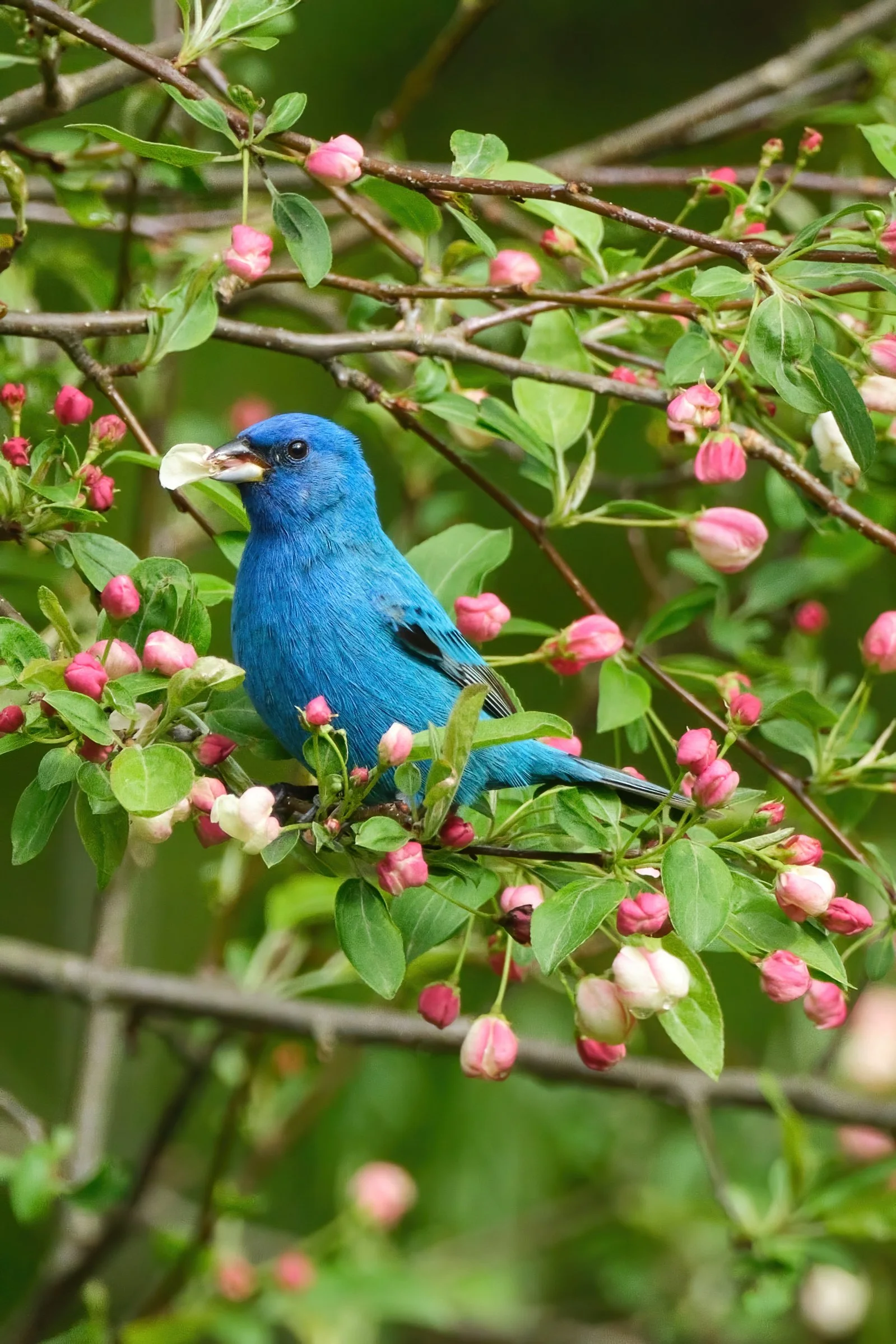 Indigo Bunting