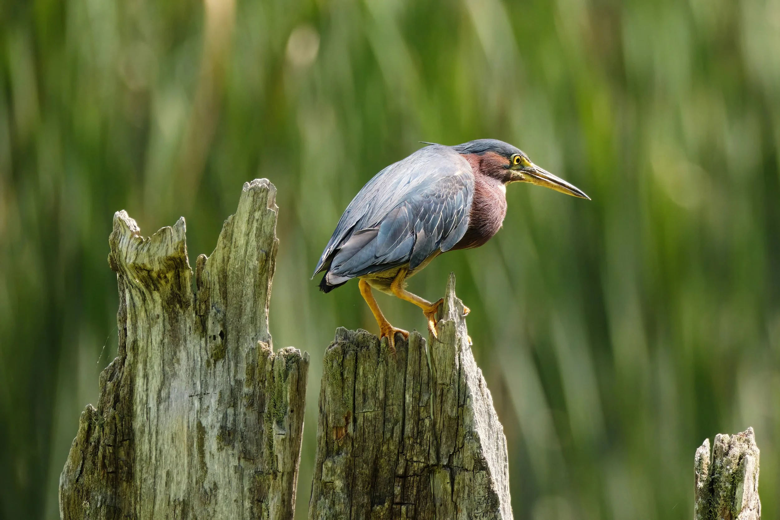 Green Heron
