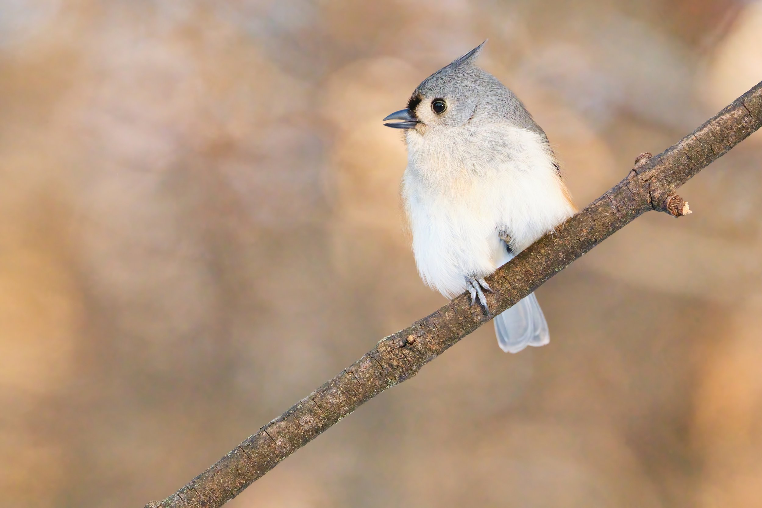 Tufted Titmouse