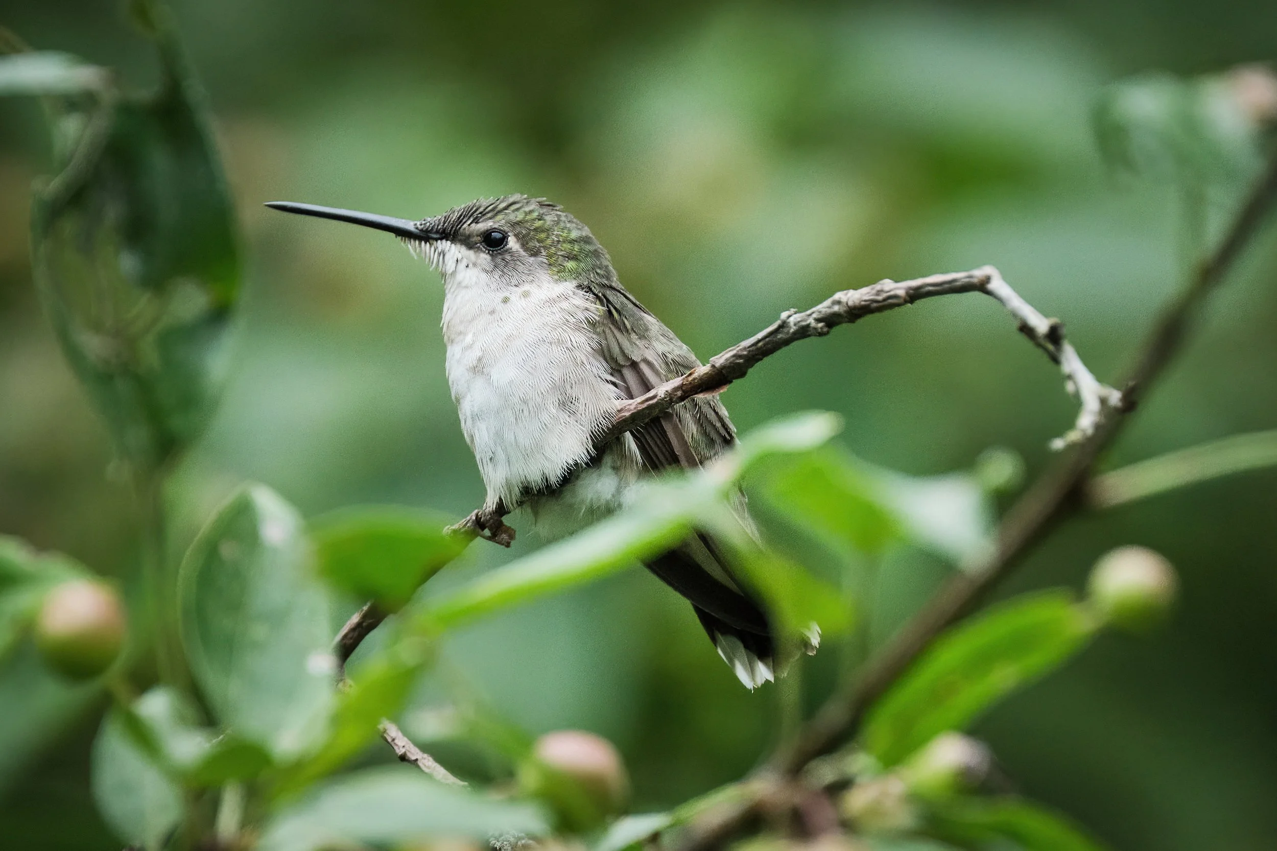 Female Ruby-Throated Hummingbird