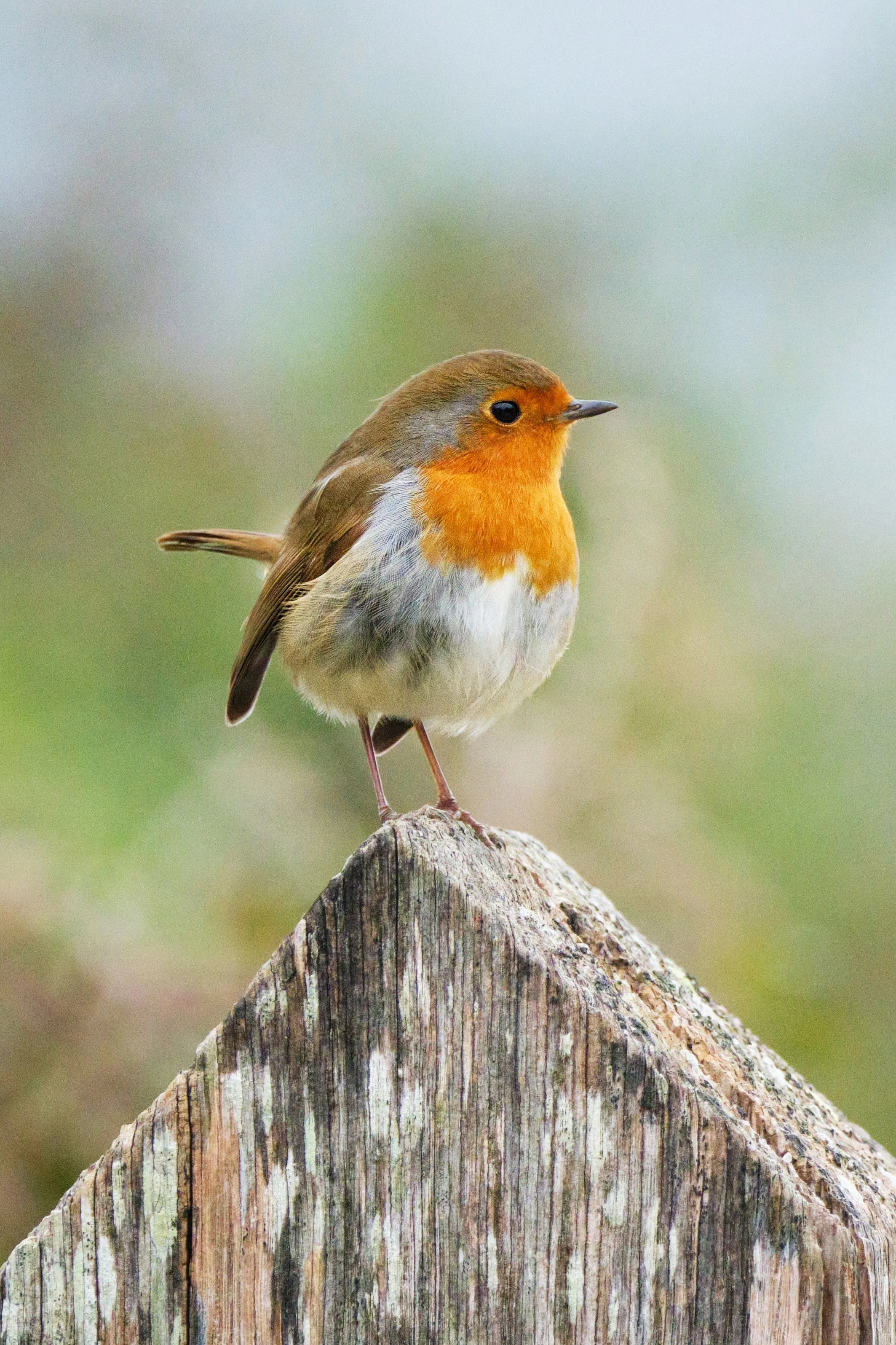 European Robin