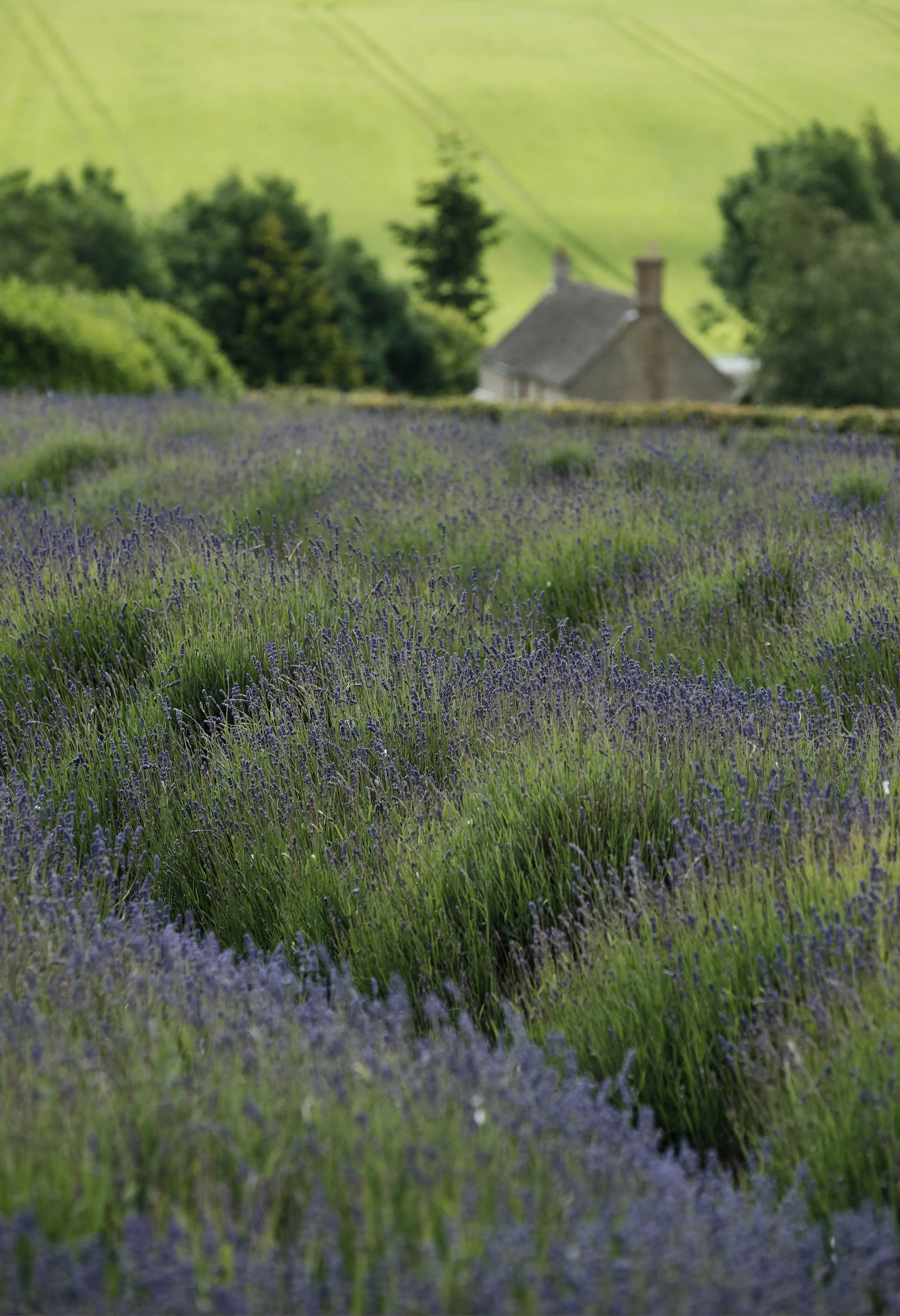 Lavendar Fields, Snowshill