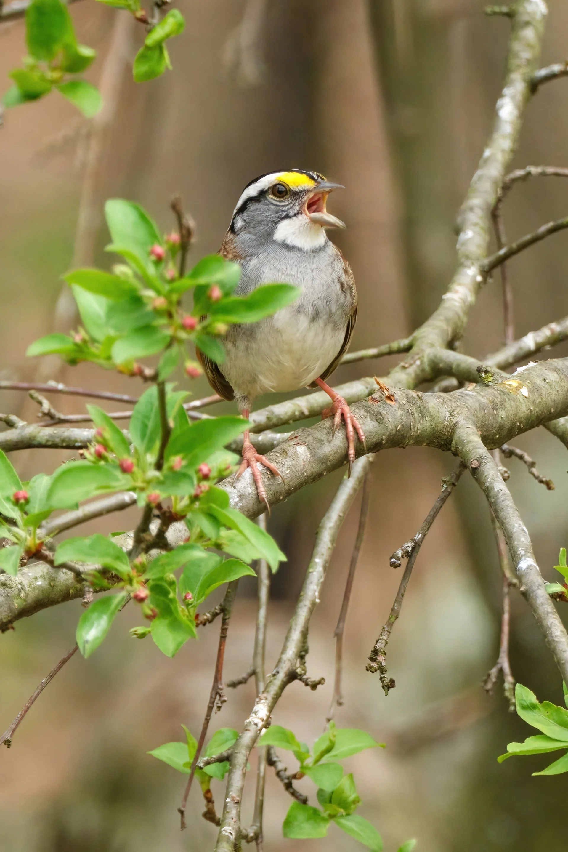 White-Throated Sparrow