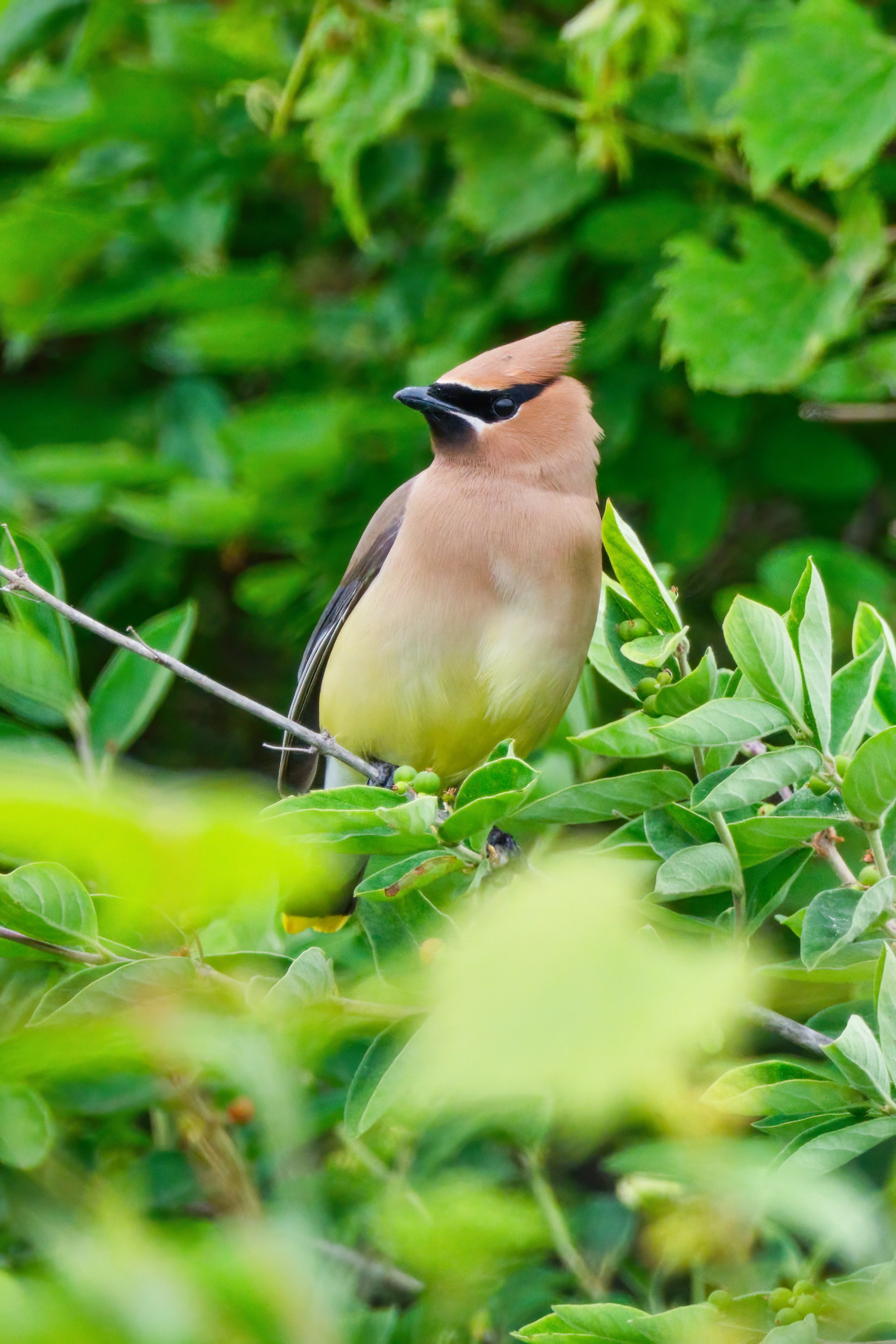 Cedar Waxwing