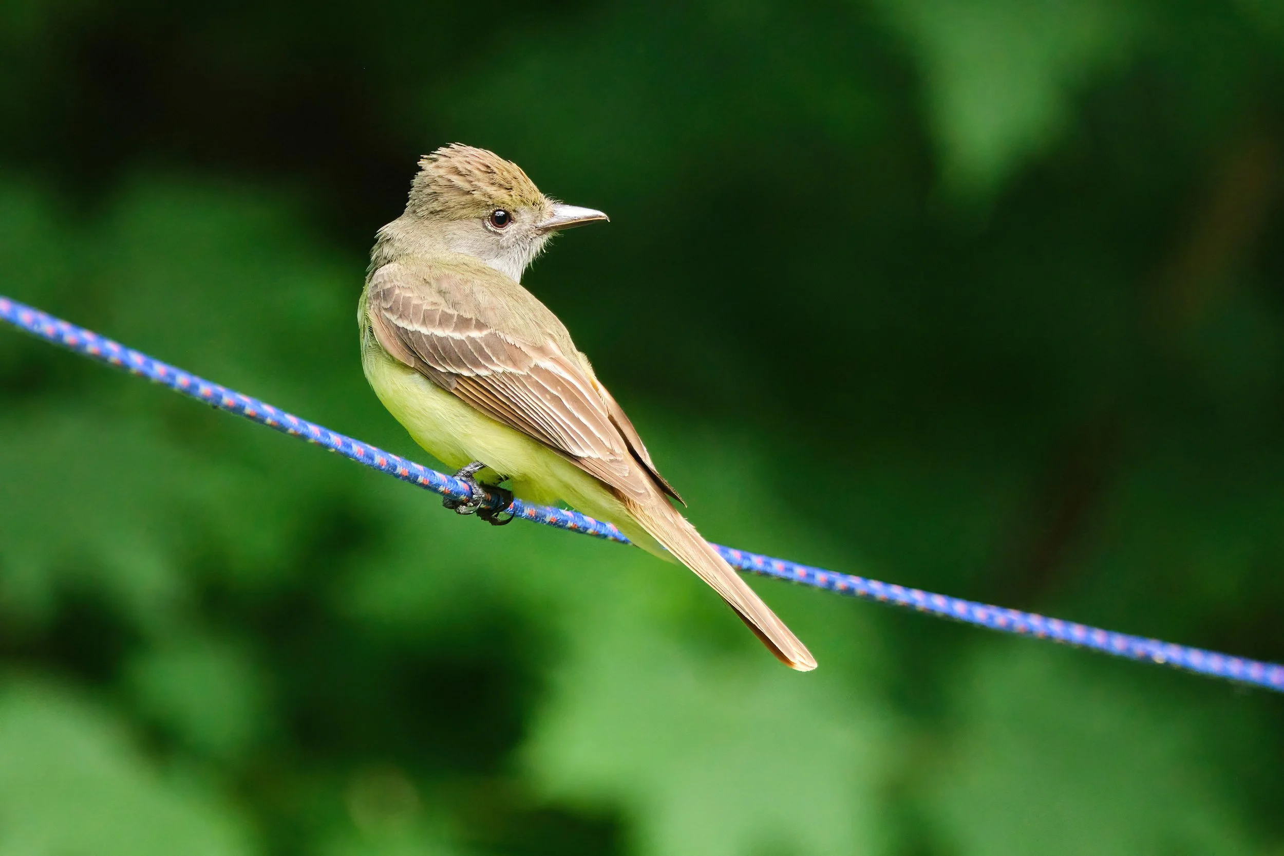 Great Crested Flycatcher