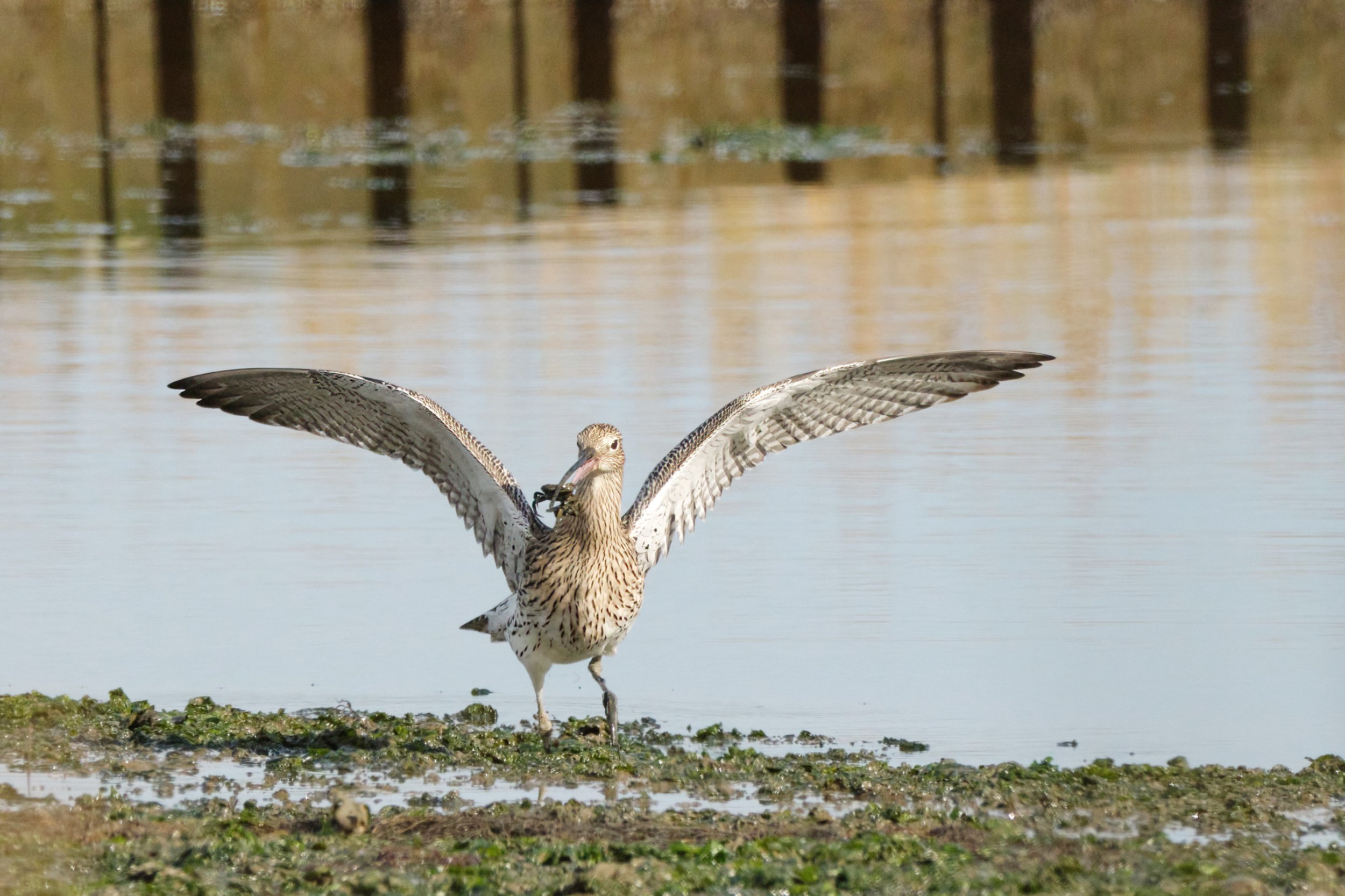 Curlew