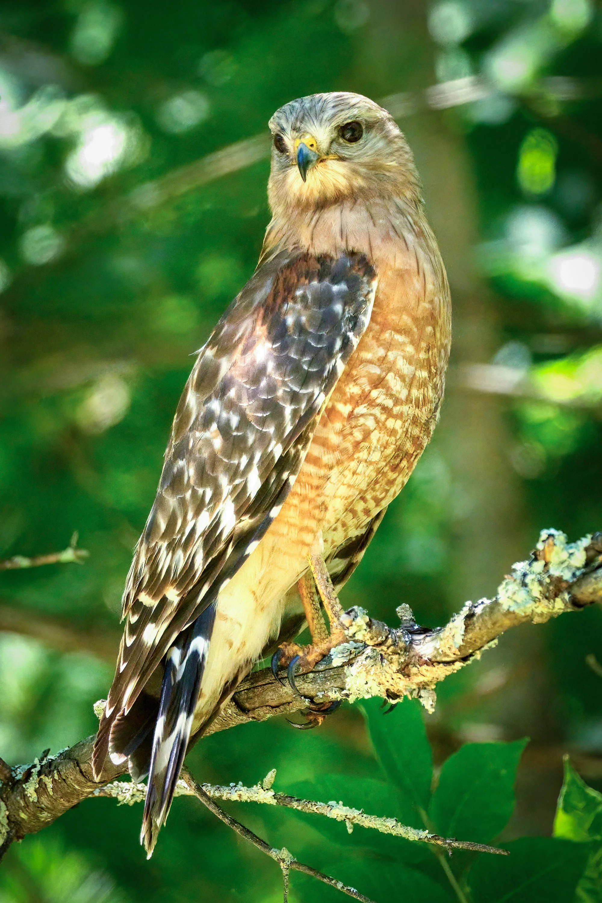 Red-Shouldered Hawk