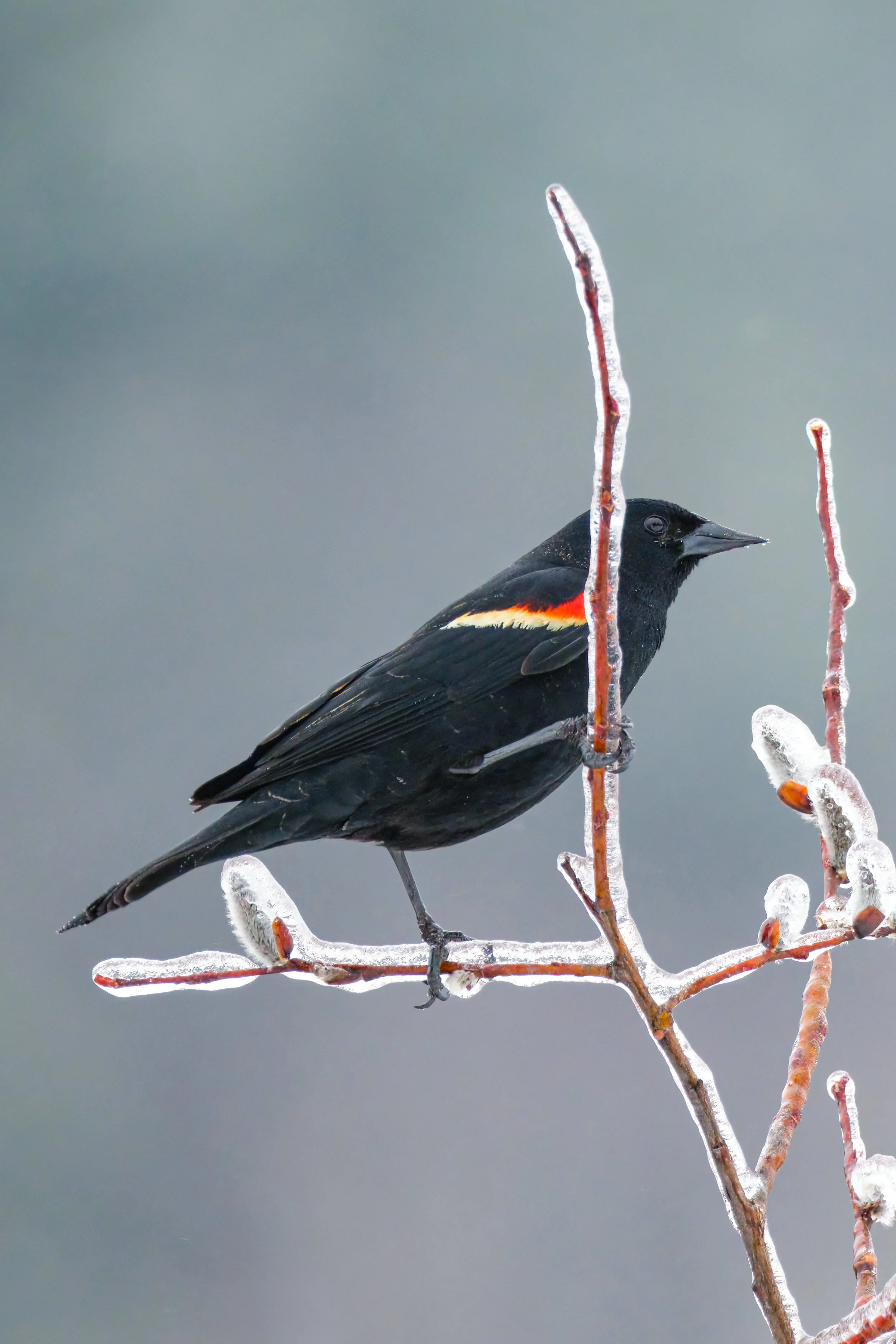 Male Red-Winged Blackbird