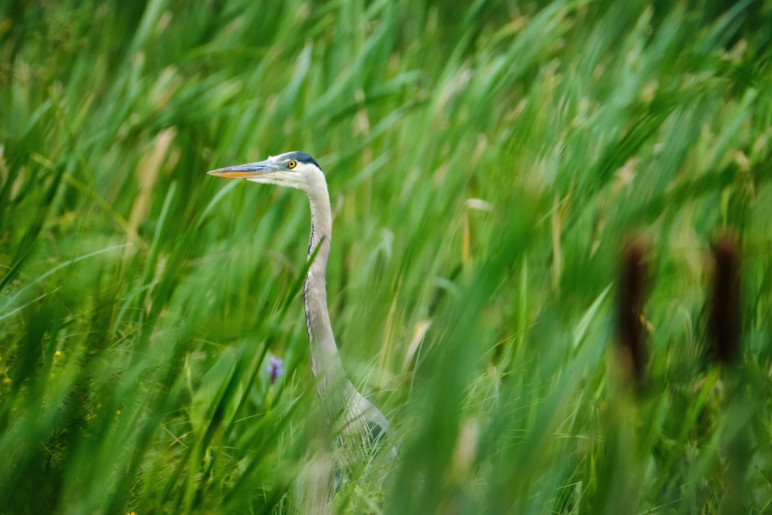 Great Blue Heron