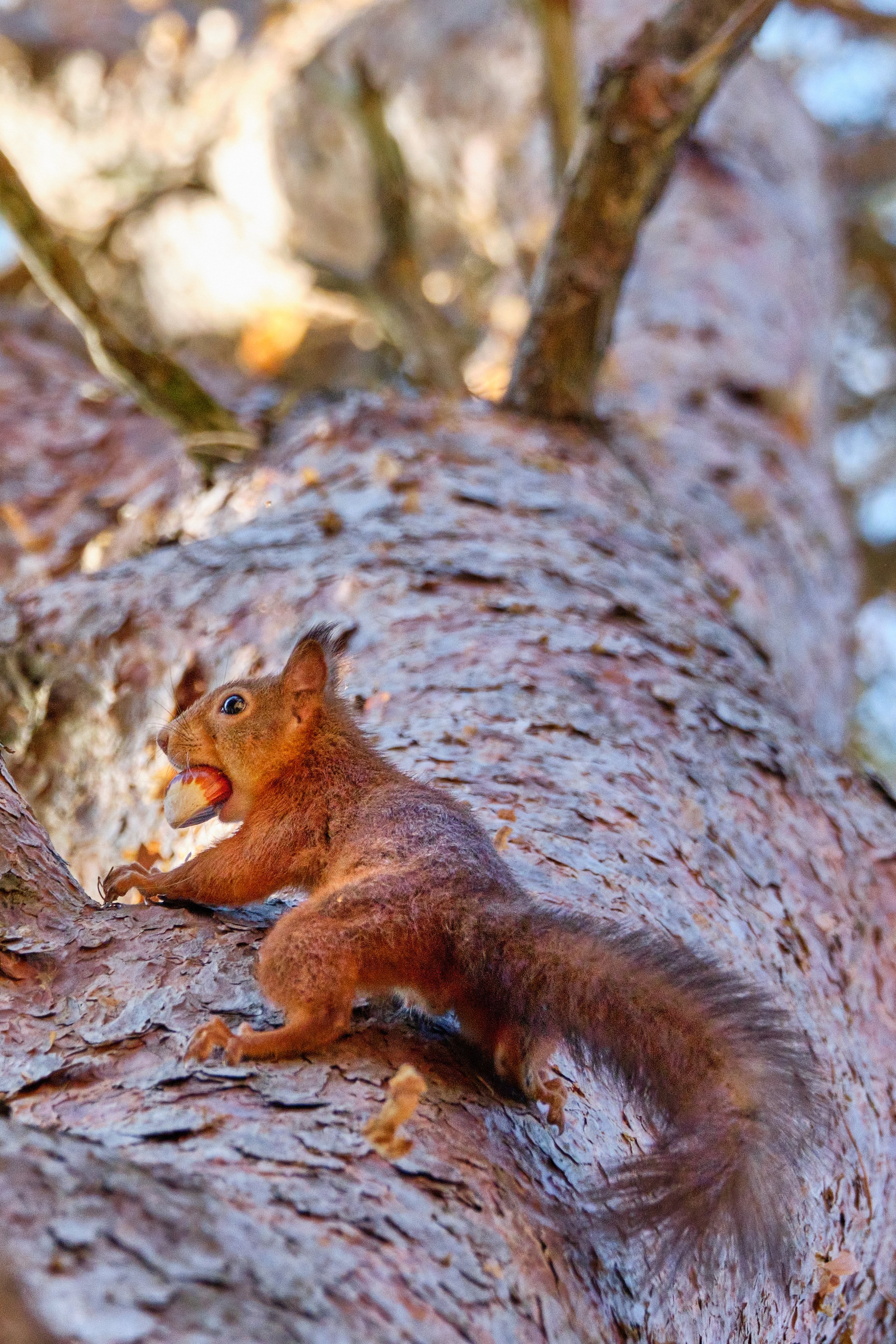 Red Squirrel, Gloucestershire