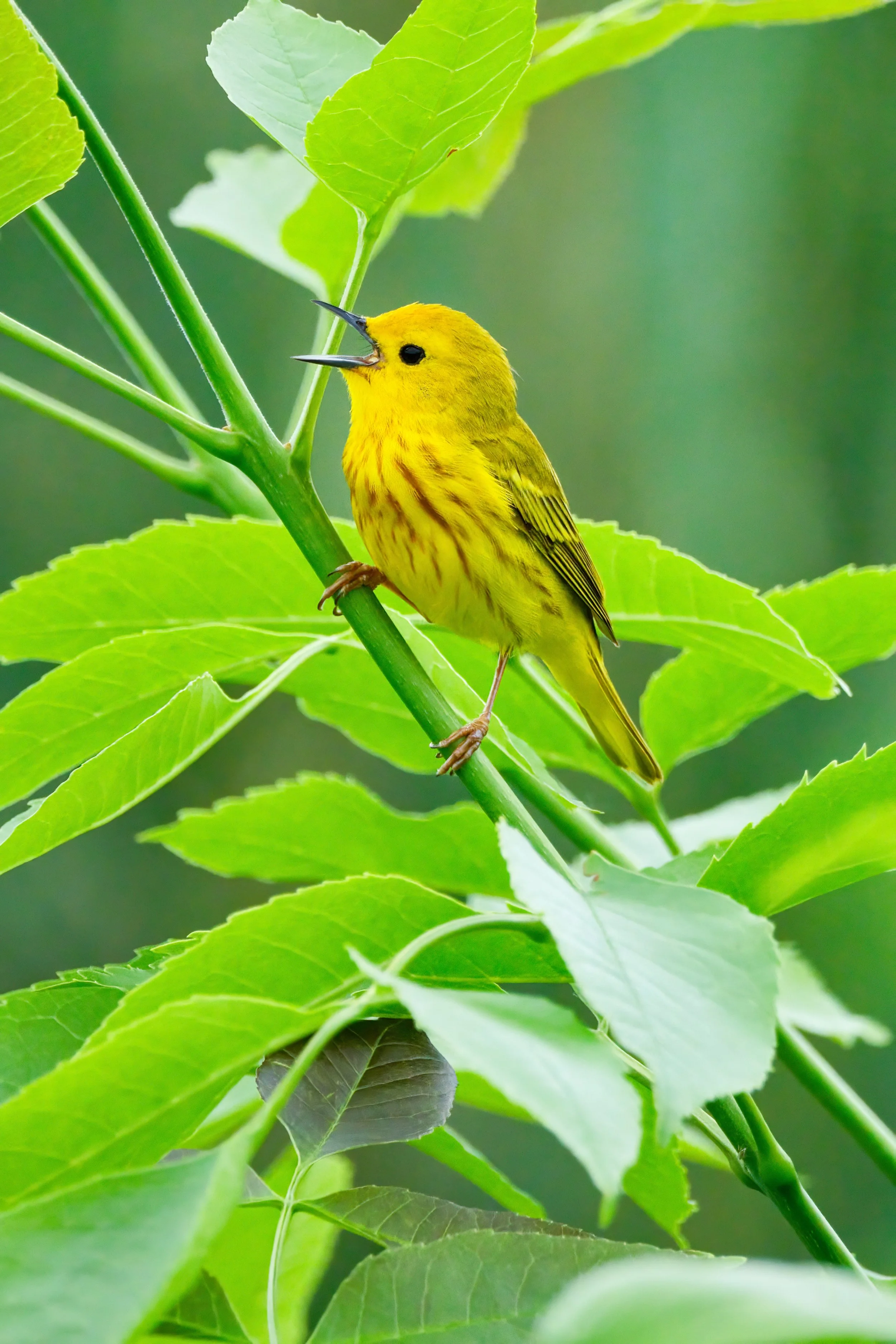 Yellow Warbler