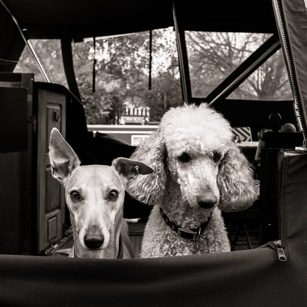 Canal Boat Pups, Skipton, Yorkshire