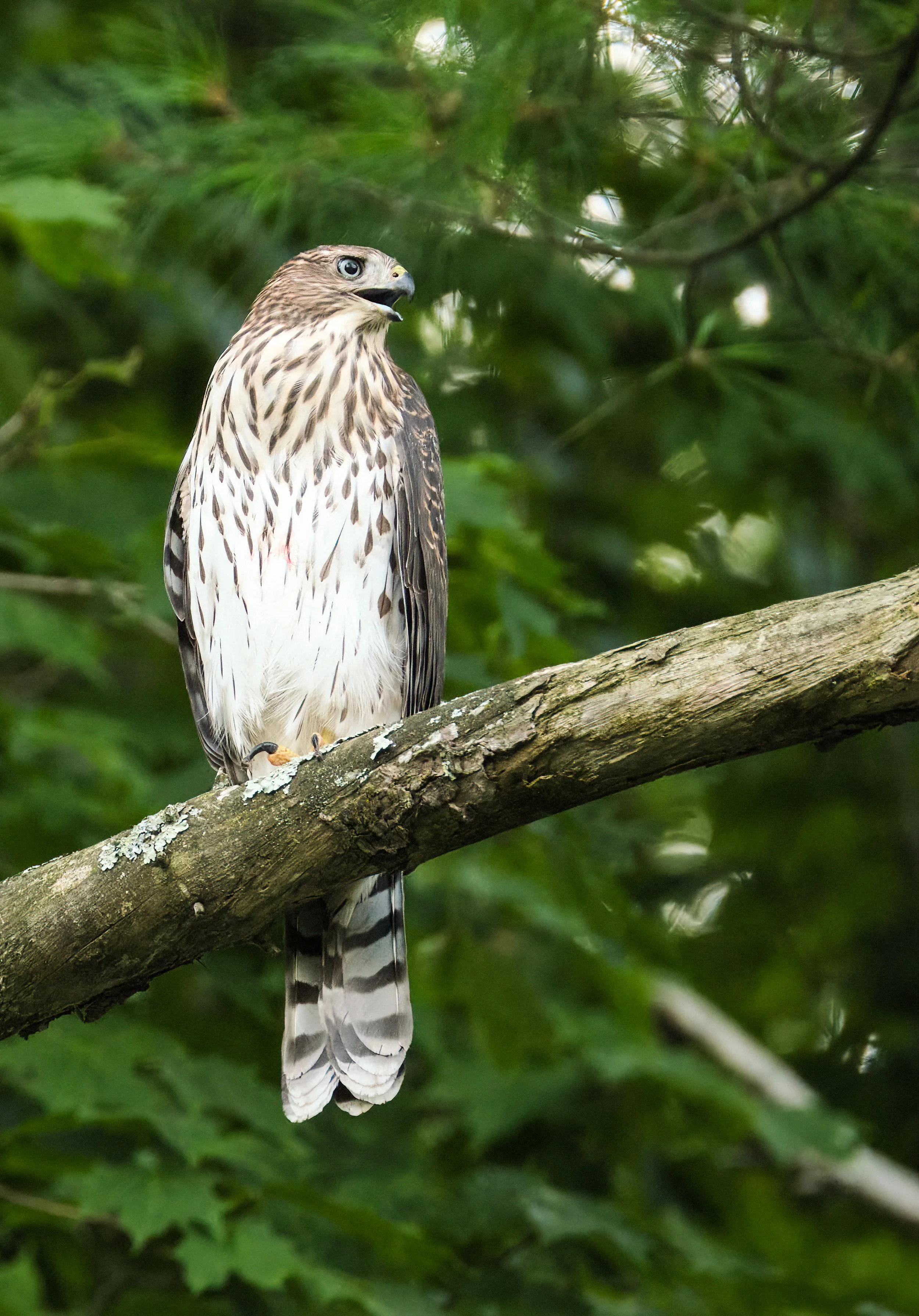 Juvenile Cooper's Hawk