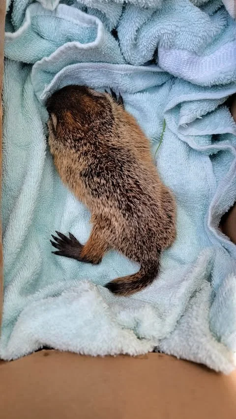 infant woodchuck in a cardboard box with fleece