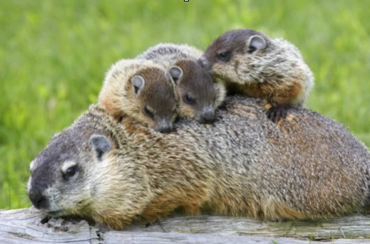three woodchuck pups on their mother's back