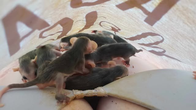 5 or 6 infant opossums 