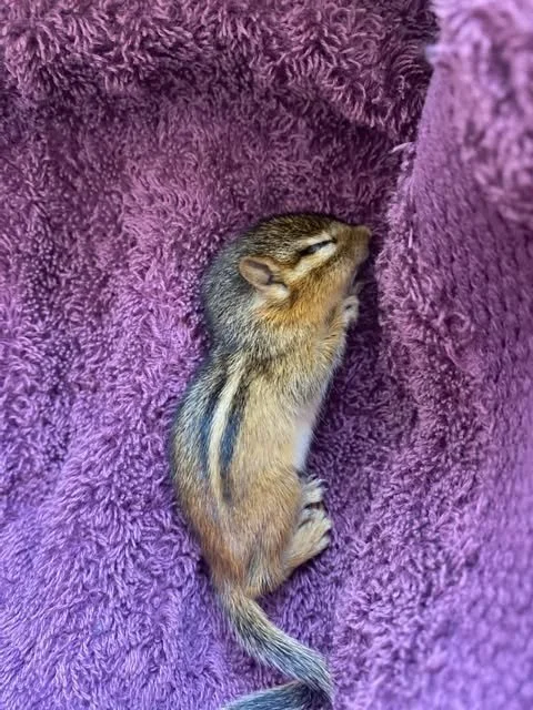 Dehydrated orphaned easterm chipmunk lying on purple towel