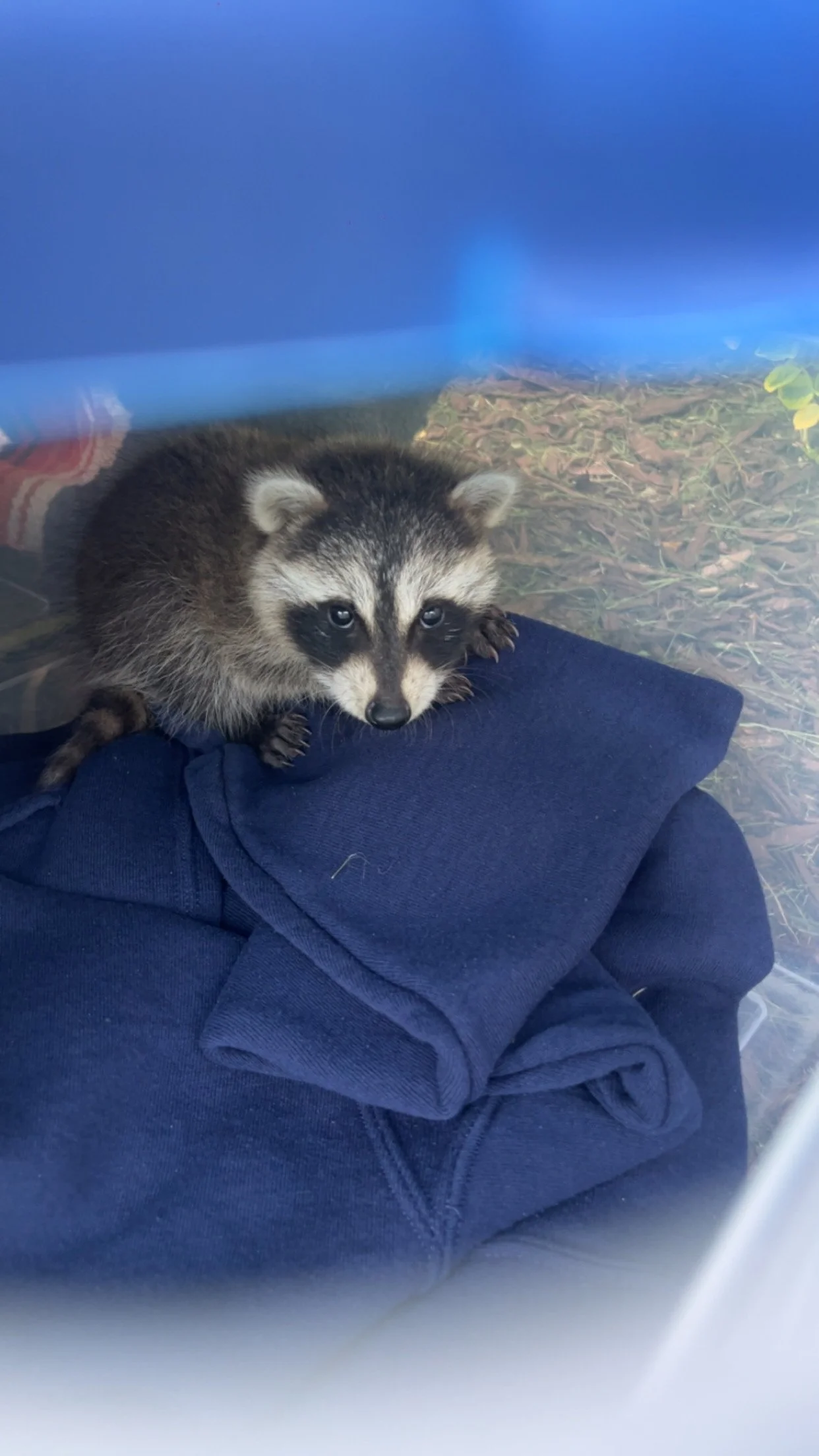 6-7 week-old raccoon
