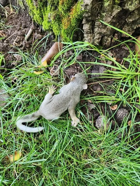 Baby gray squirrel fallen from nest