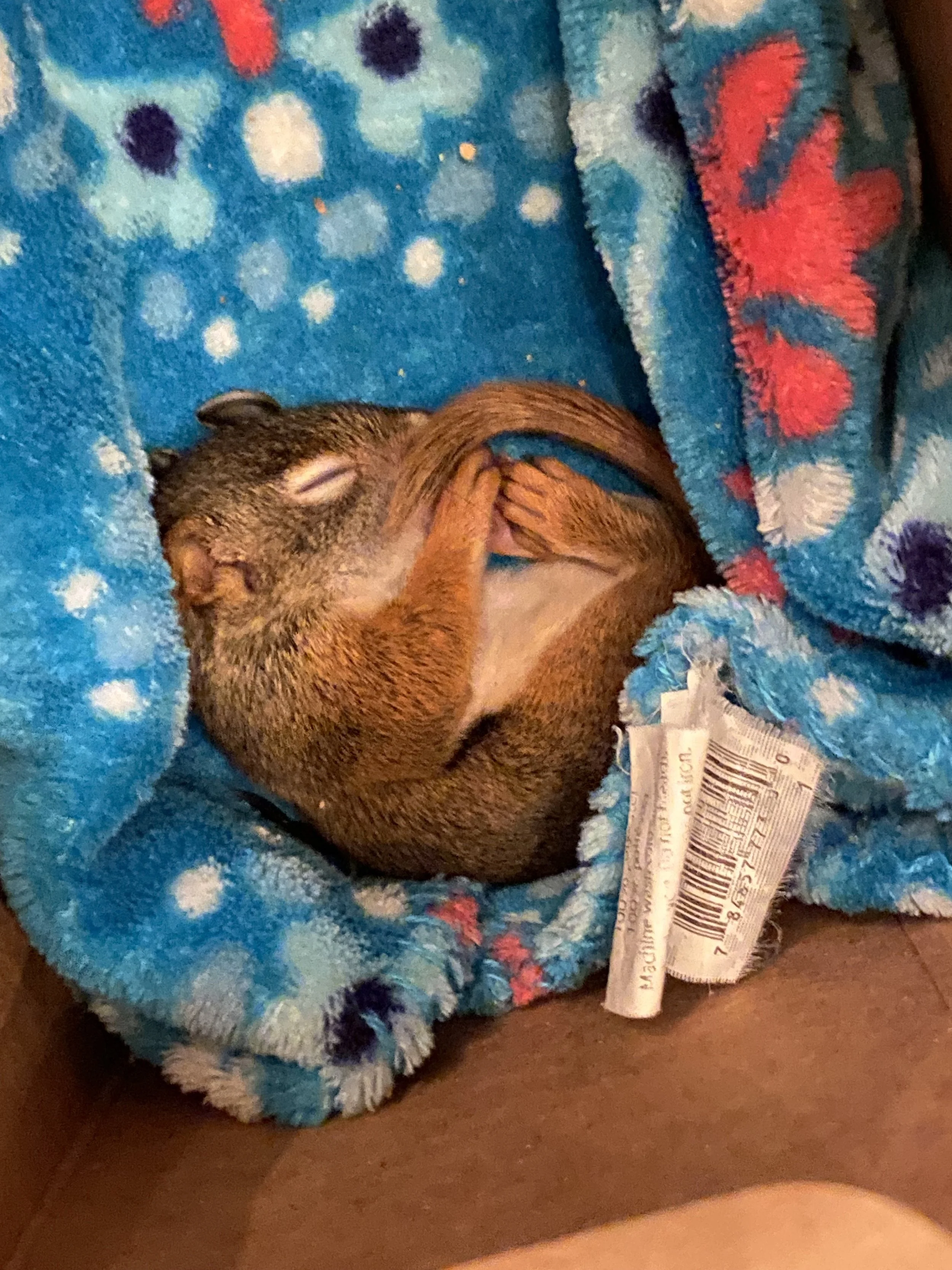 Orphaned infant red (pine) squirrel
