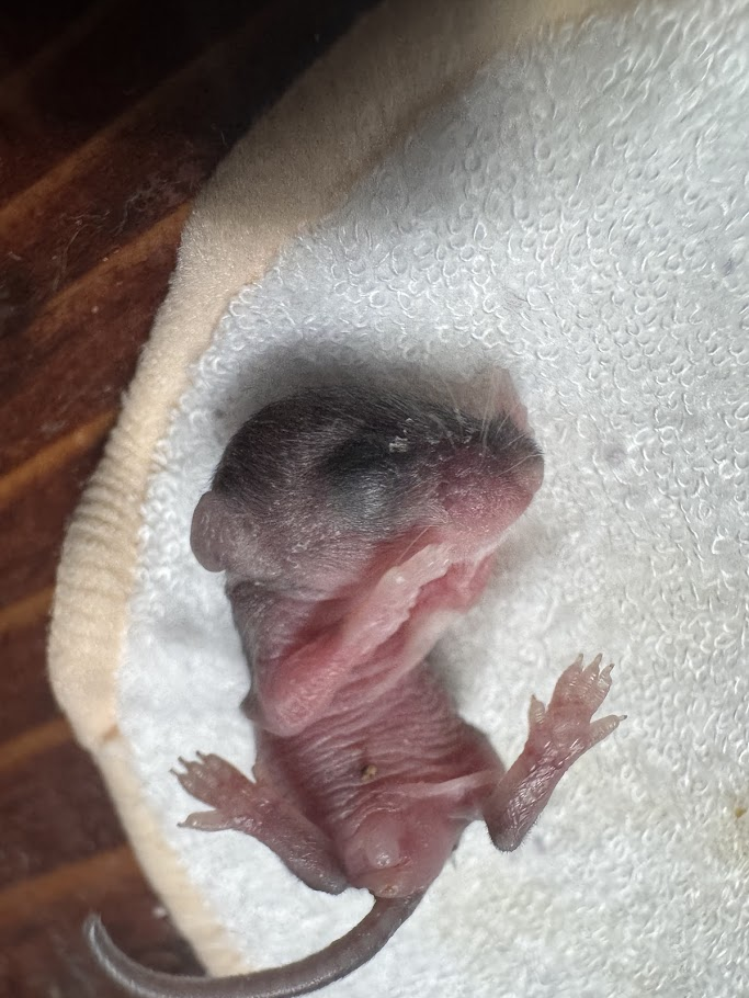 Infant deer mouse on 3-inch diameter pad (for scale). Deer mice skin can appear almost transcucent until they develop white belly fur.