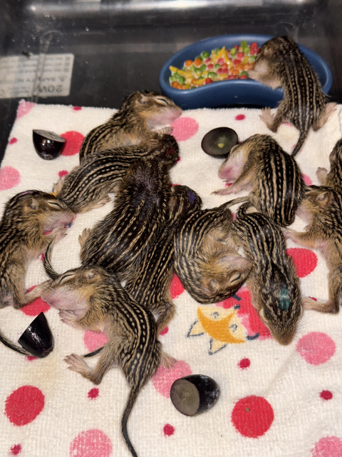 12 infant thirteen lined grond squirrels lying on a blanket