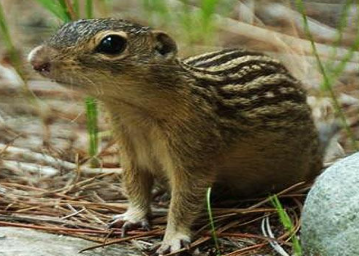 Thirteen-lined ground squirrel