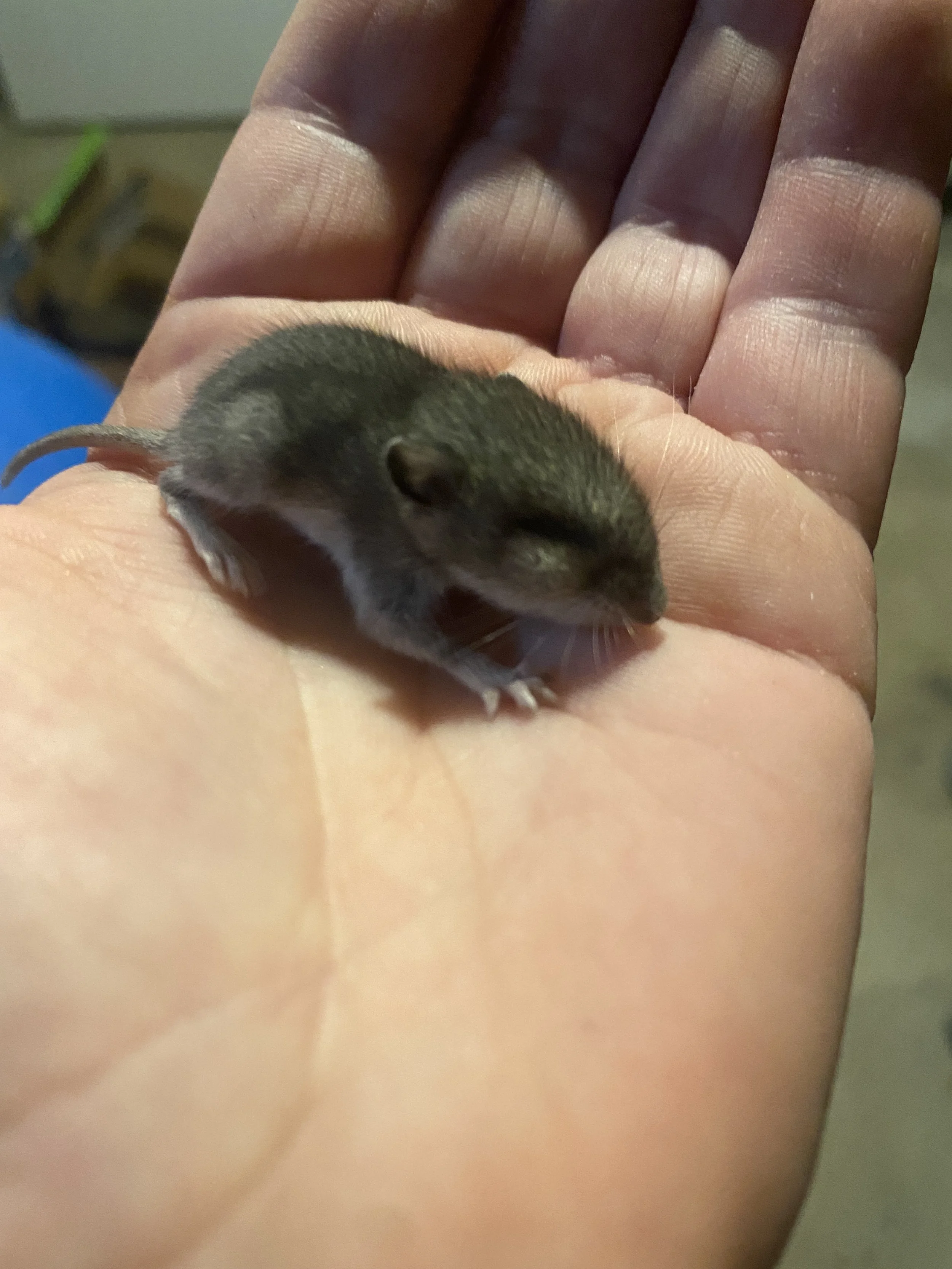 Baby deer mouse, possibly with hydrocephalus, caught by a cat