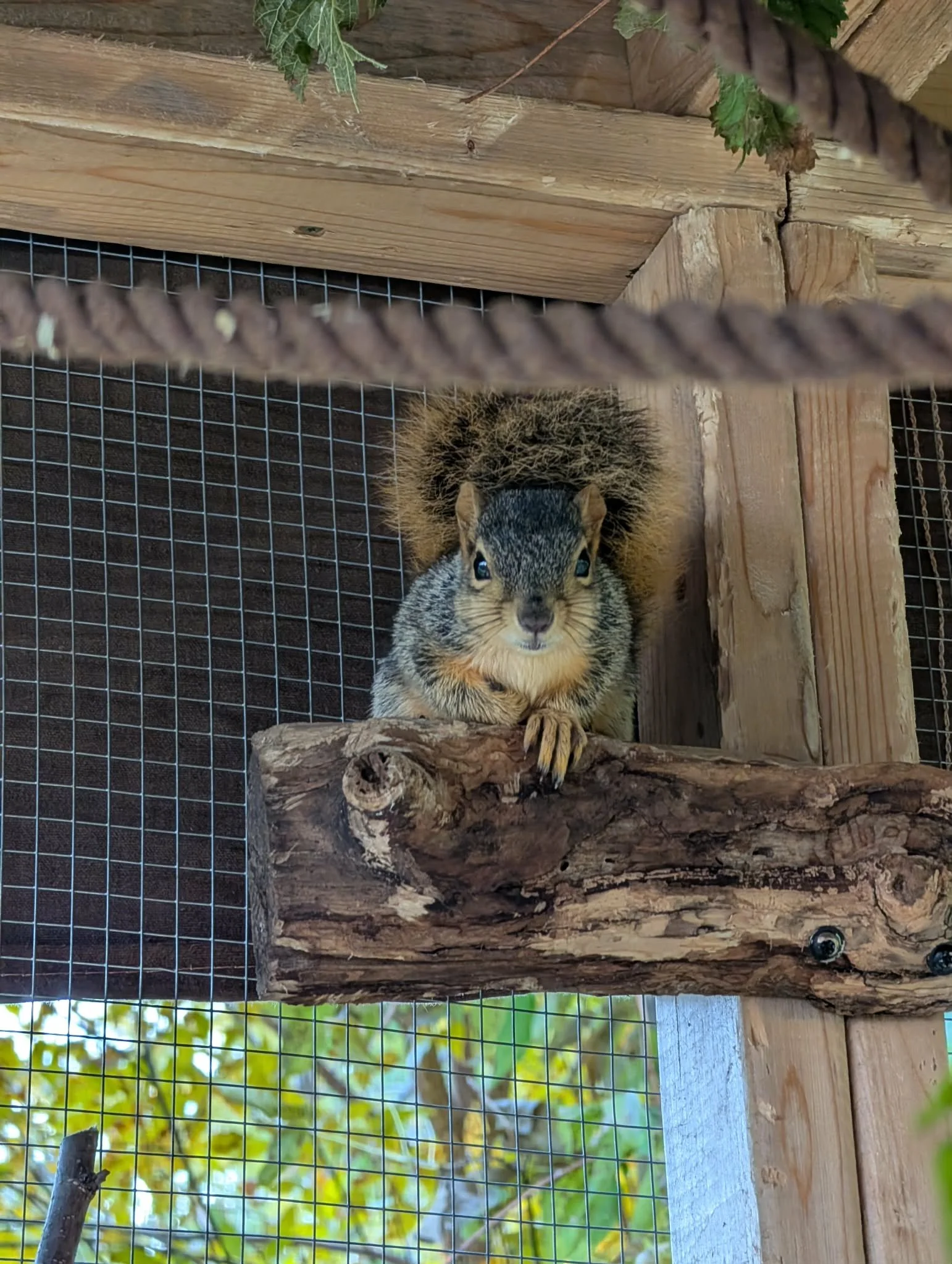 adult fox squirrel