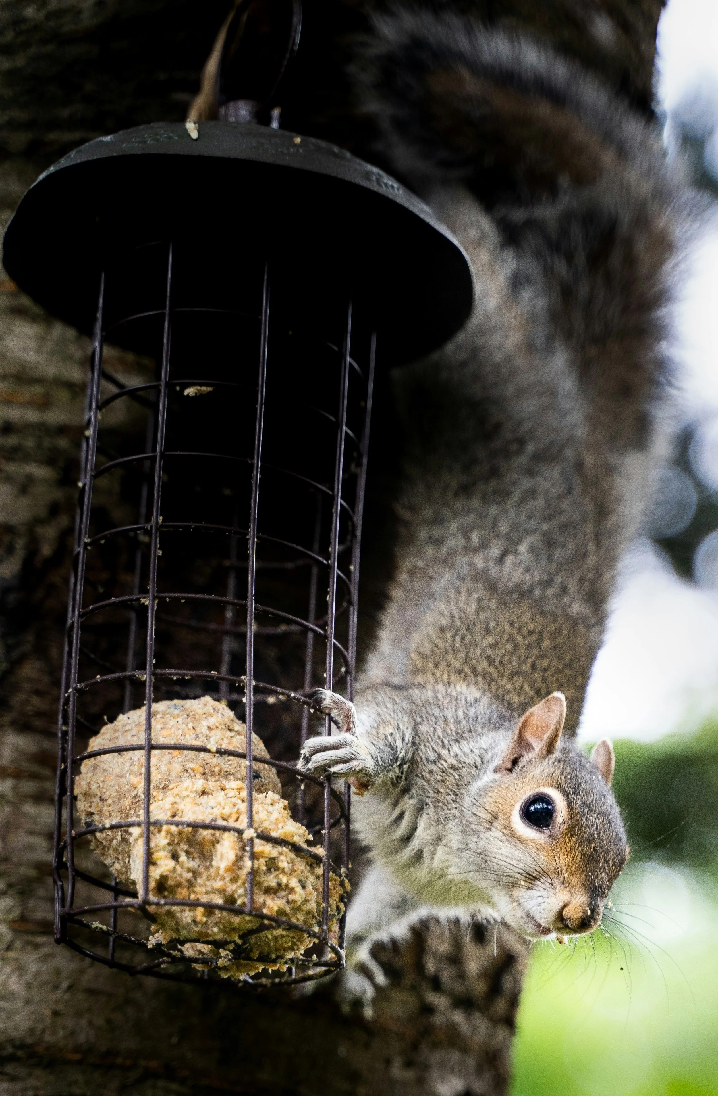 gray squirrel on cage feeder