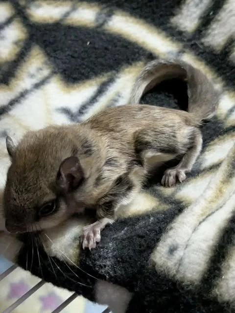 2-3 weekold southern flying squirrel