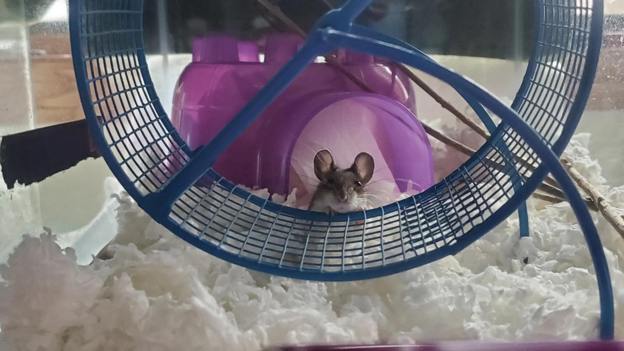 Deer mouse exploring (courtesy of Tracy Redman, Wisconsin DNR Advanced Wildlife Rehabilitation License holder)