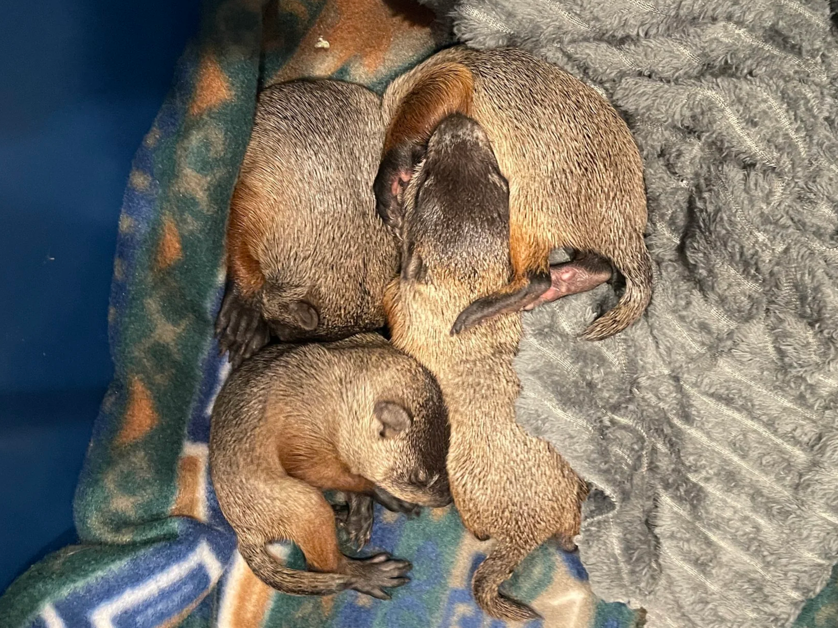four baby groundhogs sleeping in blankets