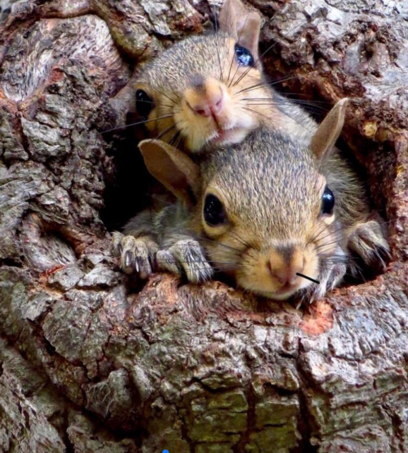 Juvenile gray squirrels peeking out of tree nesting cavity